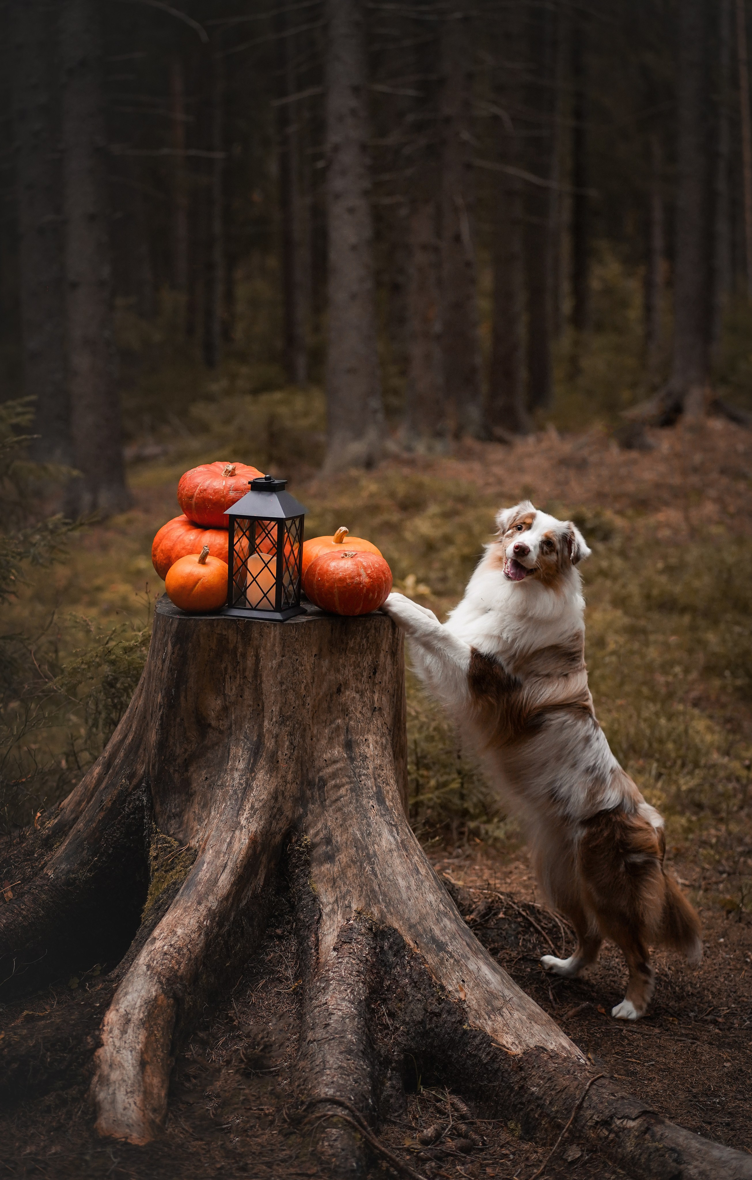 Панда тыковки. Фотограф-анималист в Санкт-Петербурге Яна Мартынова