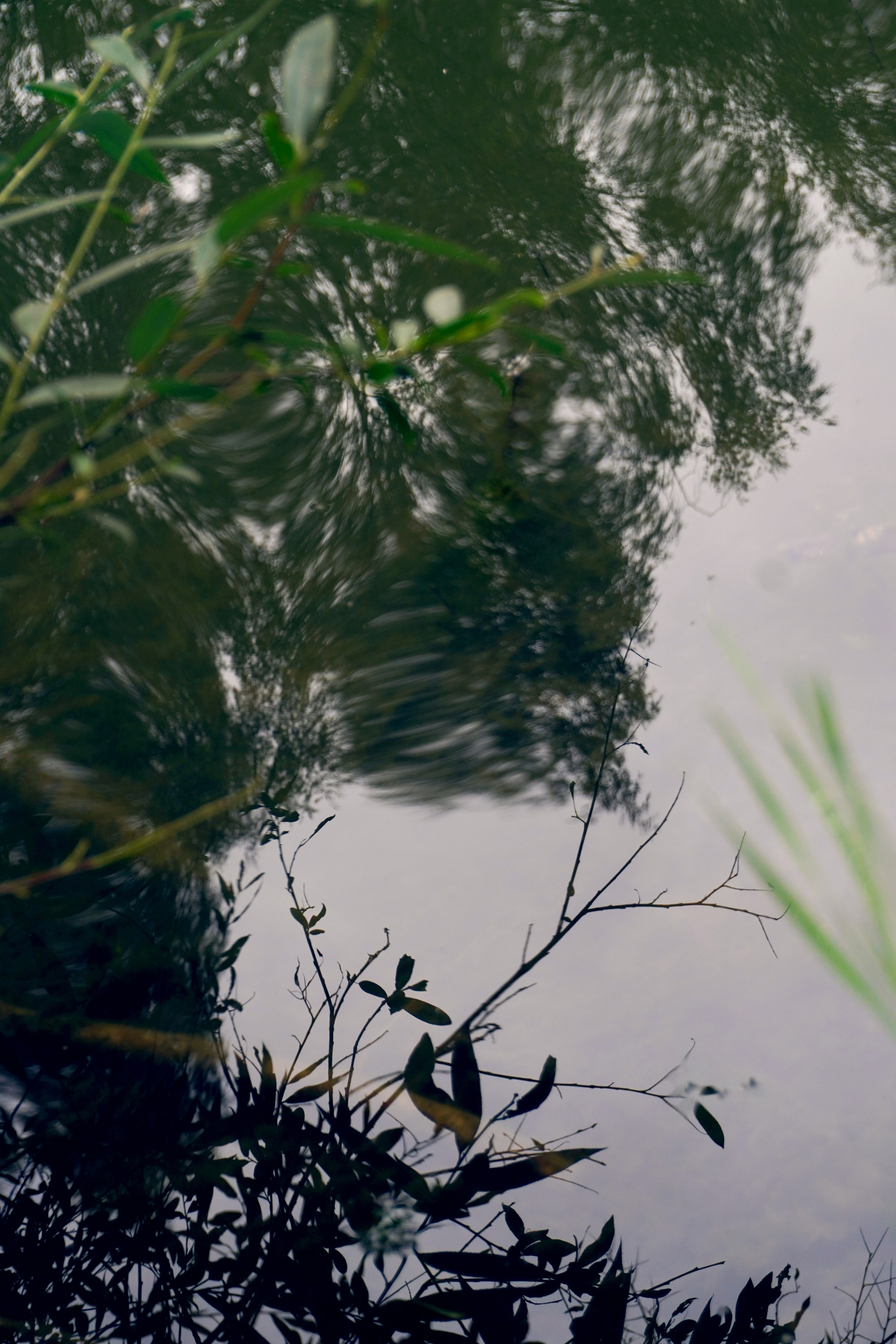 Природа. Настасья Проценко. Фотограф