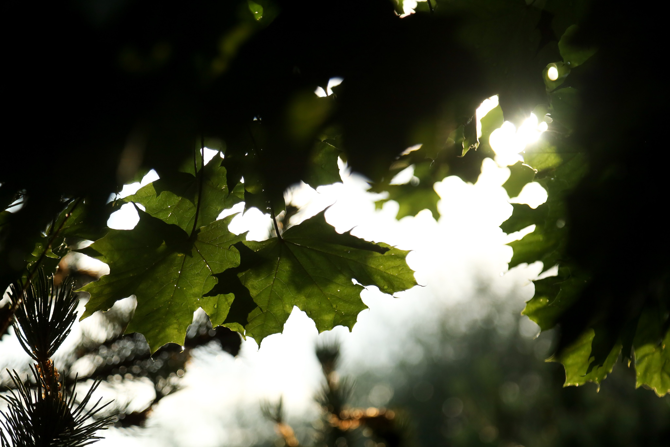 DIS регата2024. Фотограф Антон Чупринин