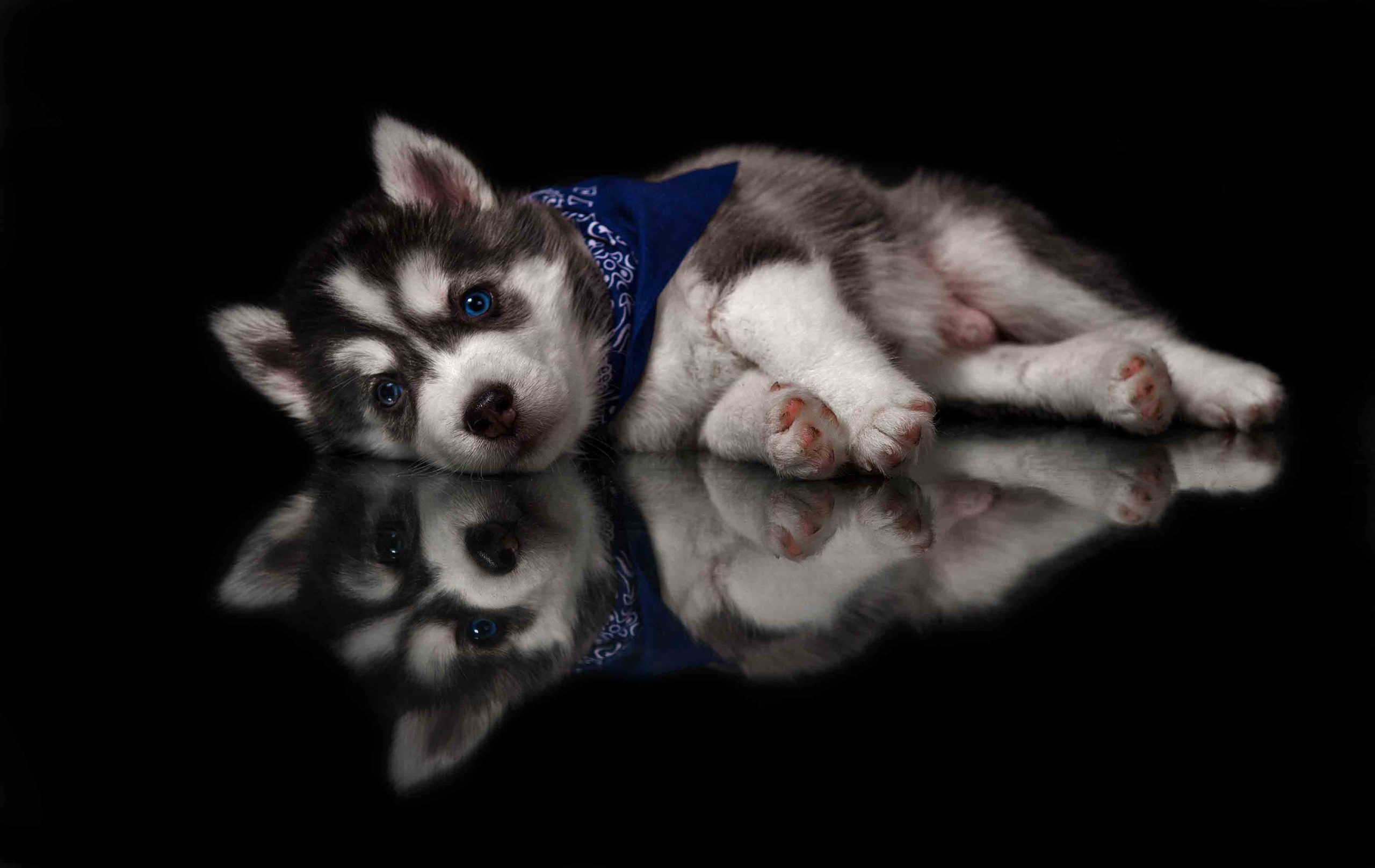 Собаки. Портретная и свадебная фотосъемка. Москва и область