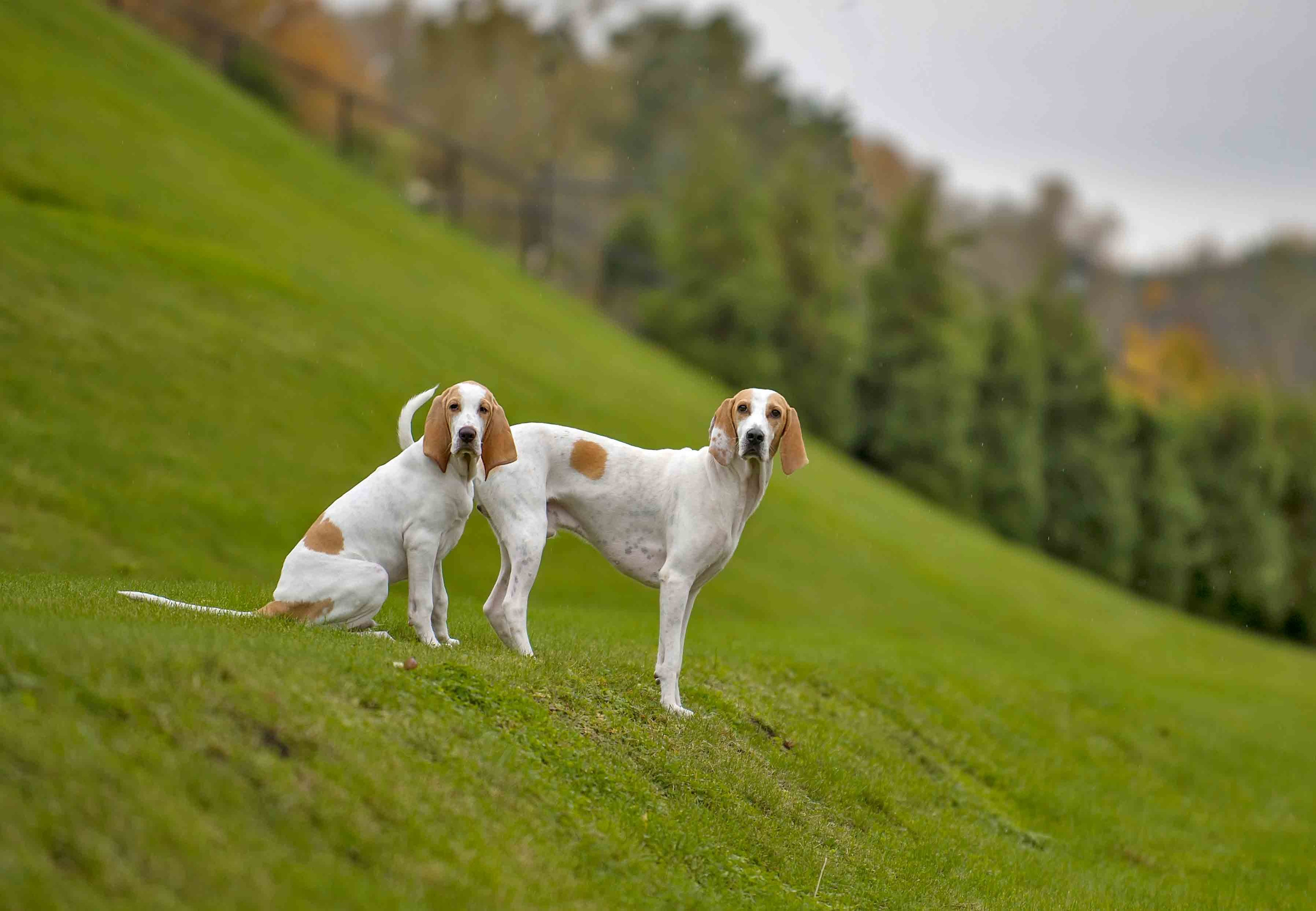 Собаки. Портретная и свадебная фотосъемка. Москва и область