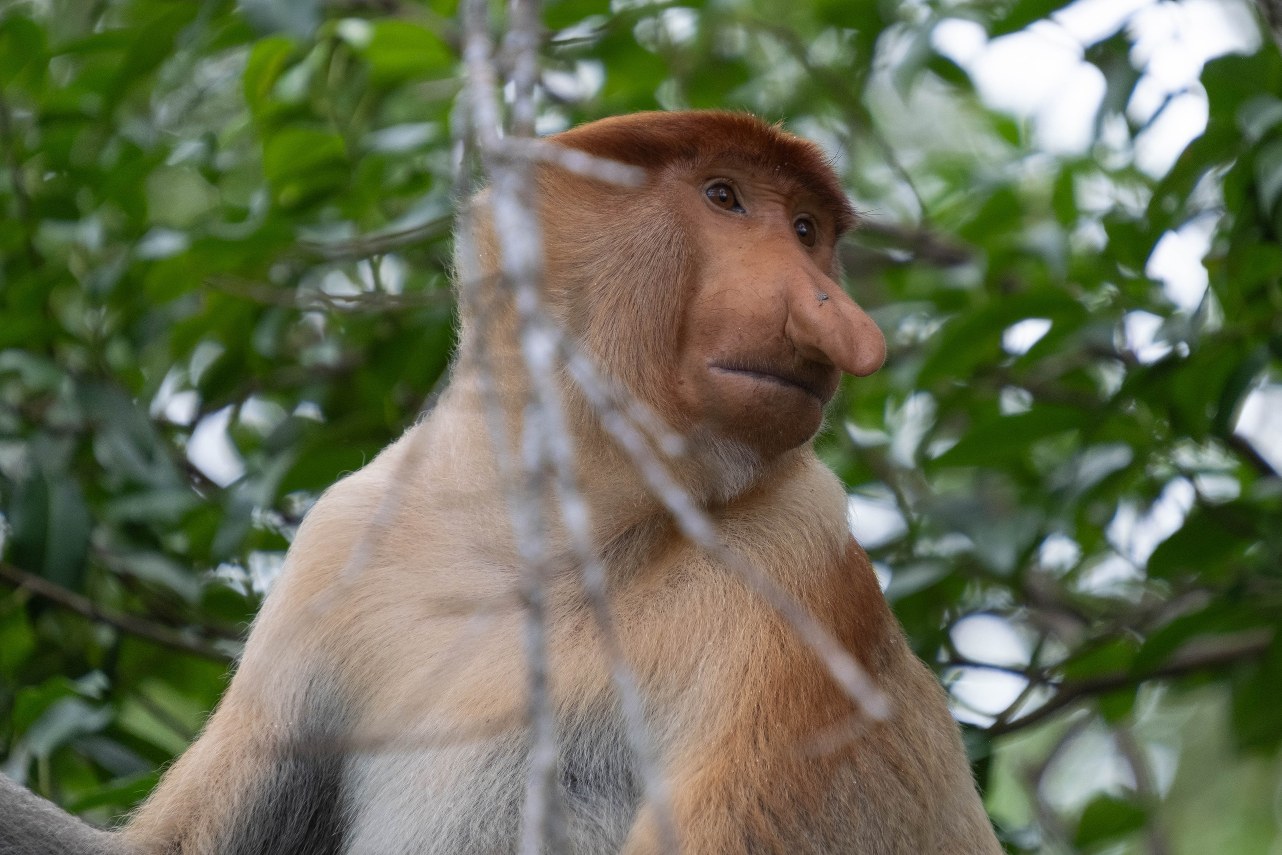О. Борнео, г. Сандакан. В мире животных. Фотографии из путешествий