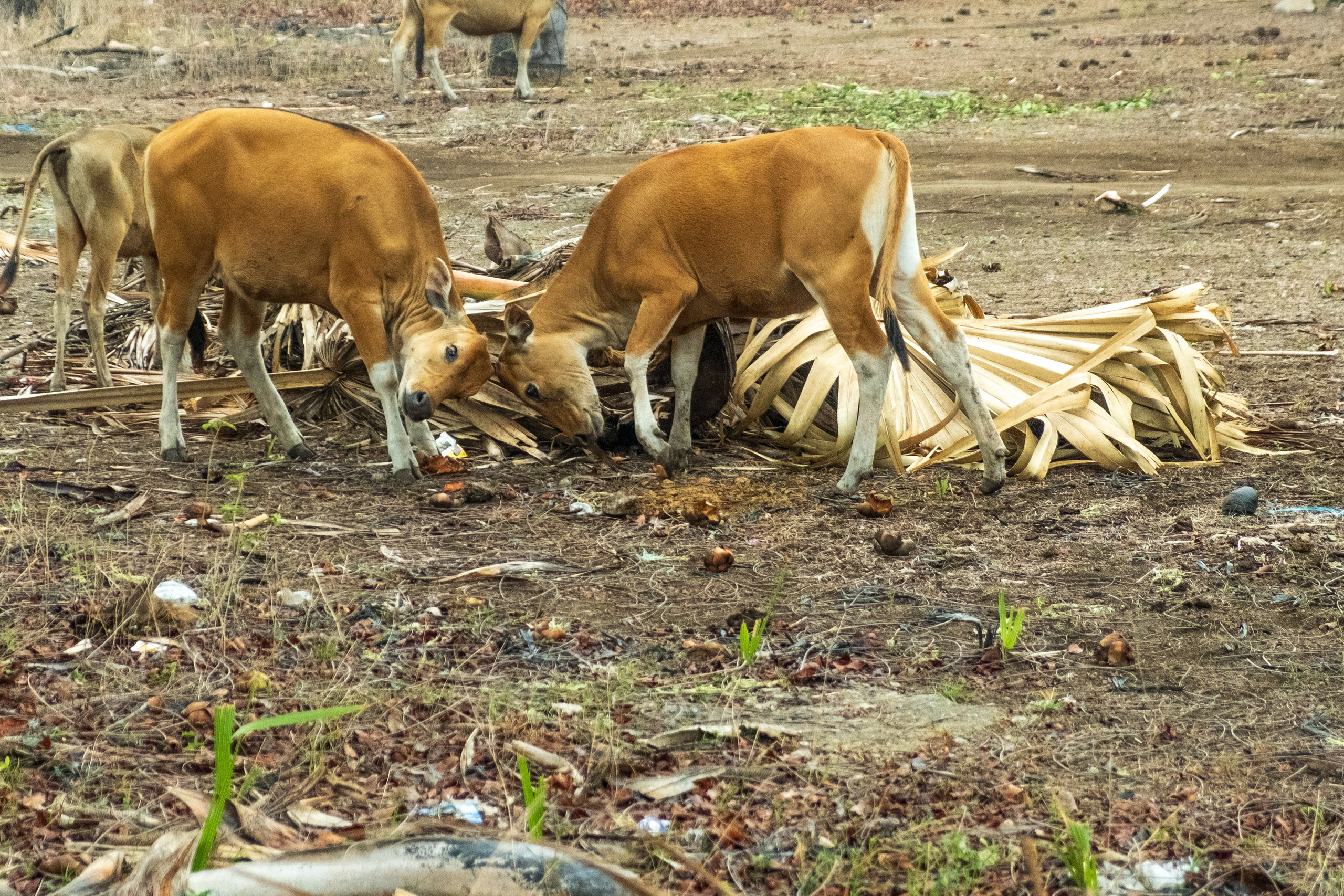 Остров Гили Эйр. Фотографии из путешествий