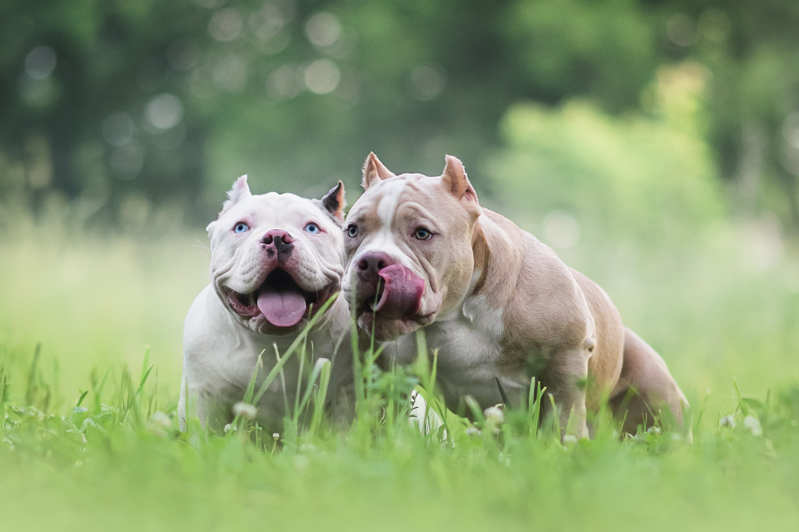 Щенки Американского Булли — 15.06.2024. Фотограф — Анималист | Анна Абрамова