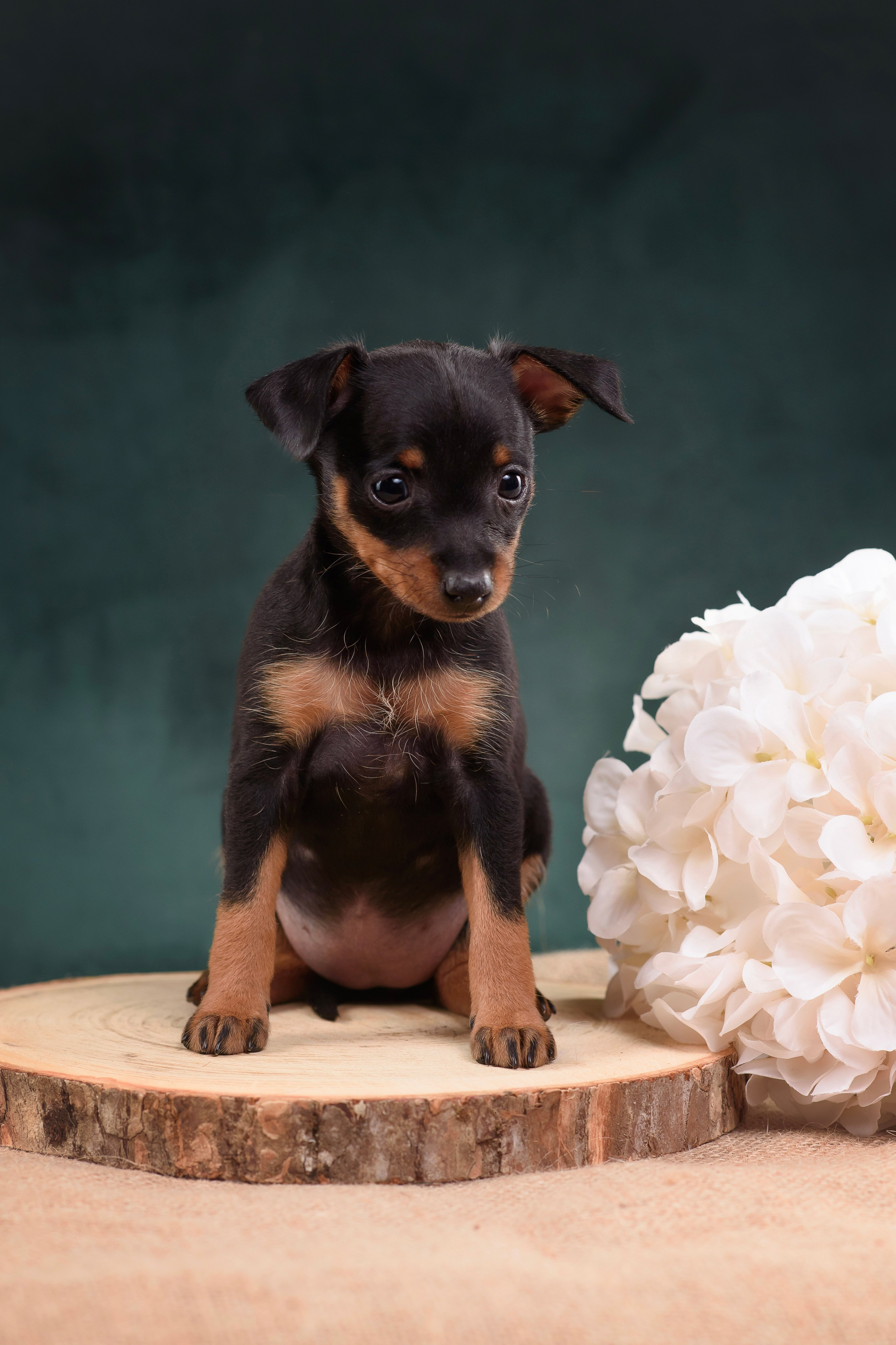 Щенки Пражского крысарика — 19.10.2025. Фотограф — Анималист | Анна Абрамова