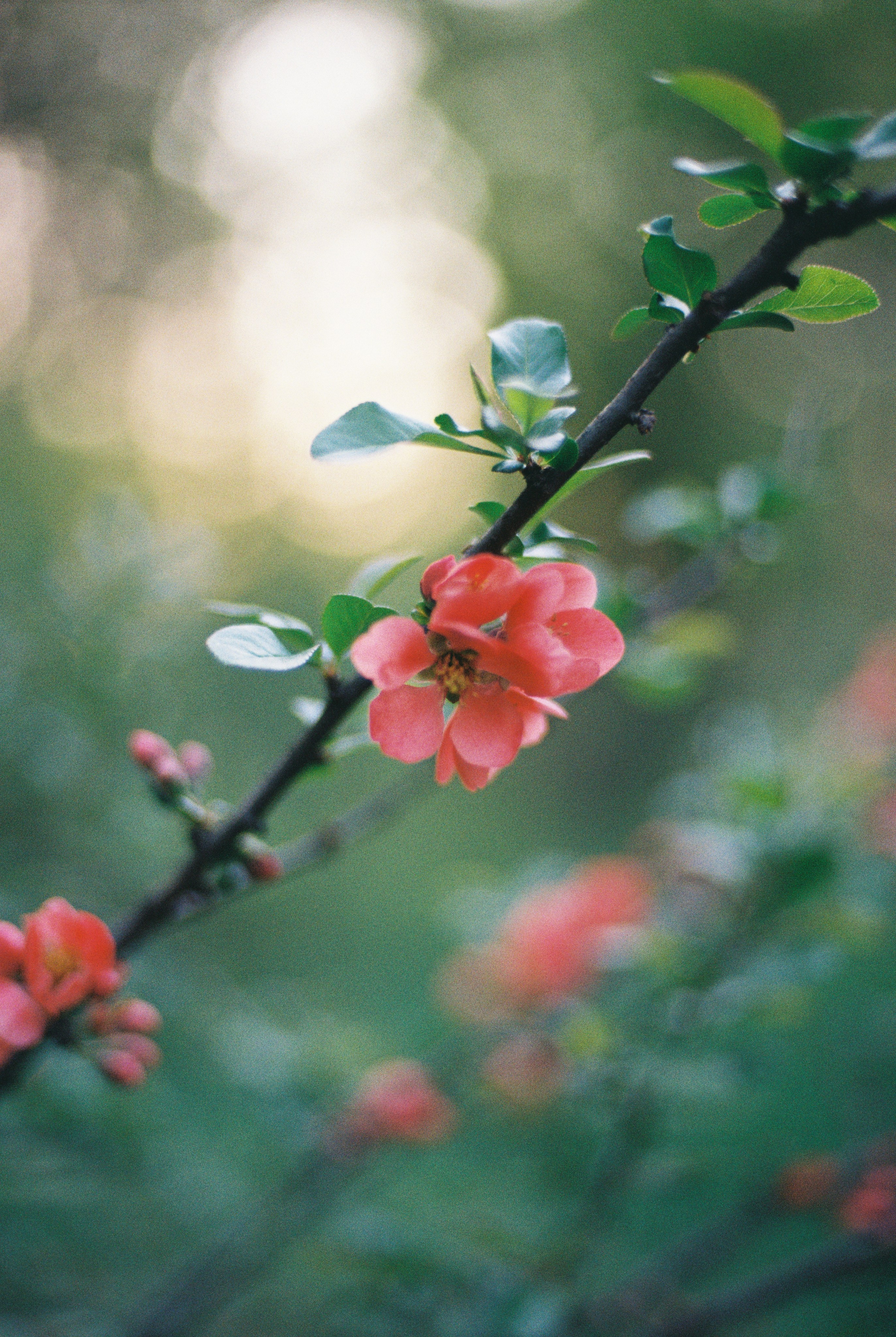 Ботанический сад, апрель 2026. Репортажный и портретный фотограф в Алматы — Дарья Фёдорова