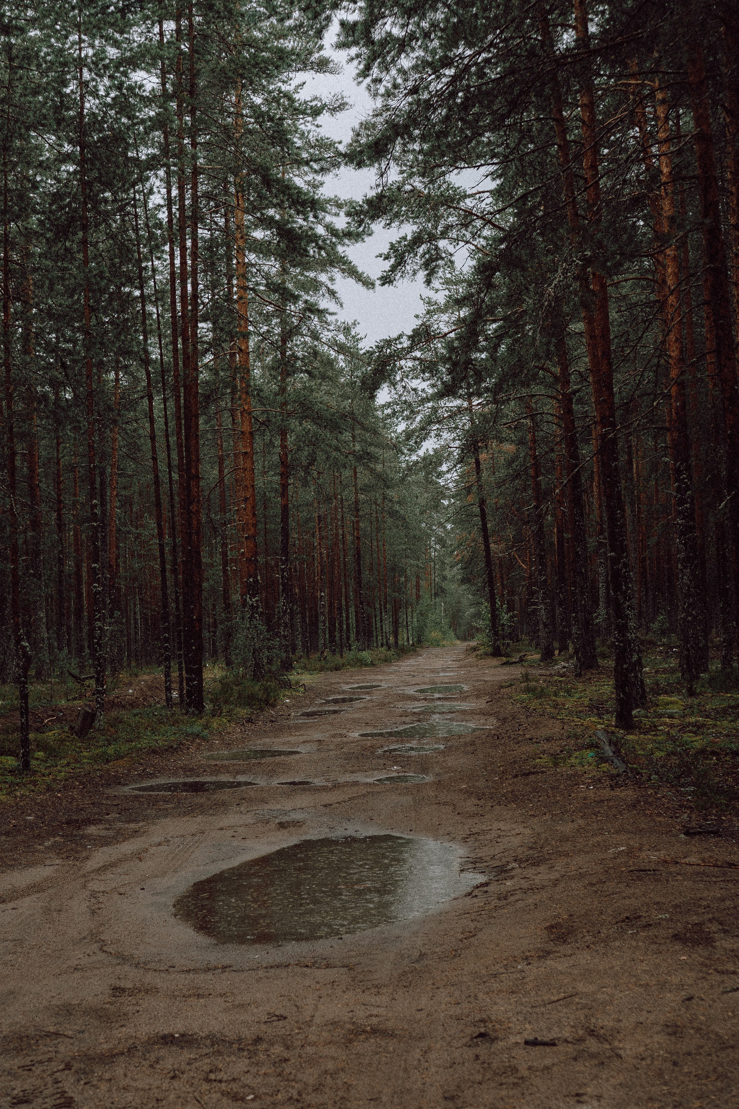 СВАДЕБНАЯ ФОТОСЕССИИЯ ПАРЫ В ГОРОДЕ ПРИОЗЕРСК В СОСНОВОМ ЛЕСУ И С ПИКАПОМ. Профессиональный фотограф, Санкт-Петербург — Виктория Богомолова