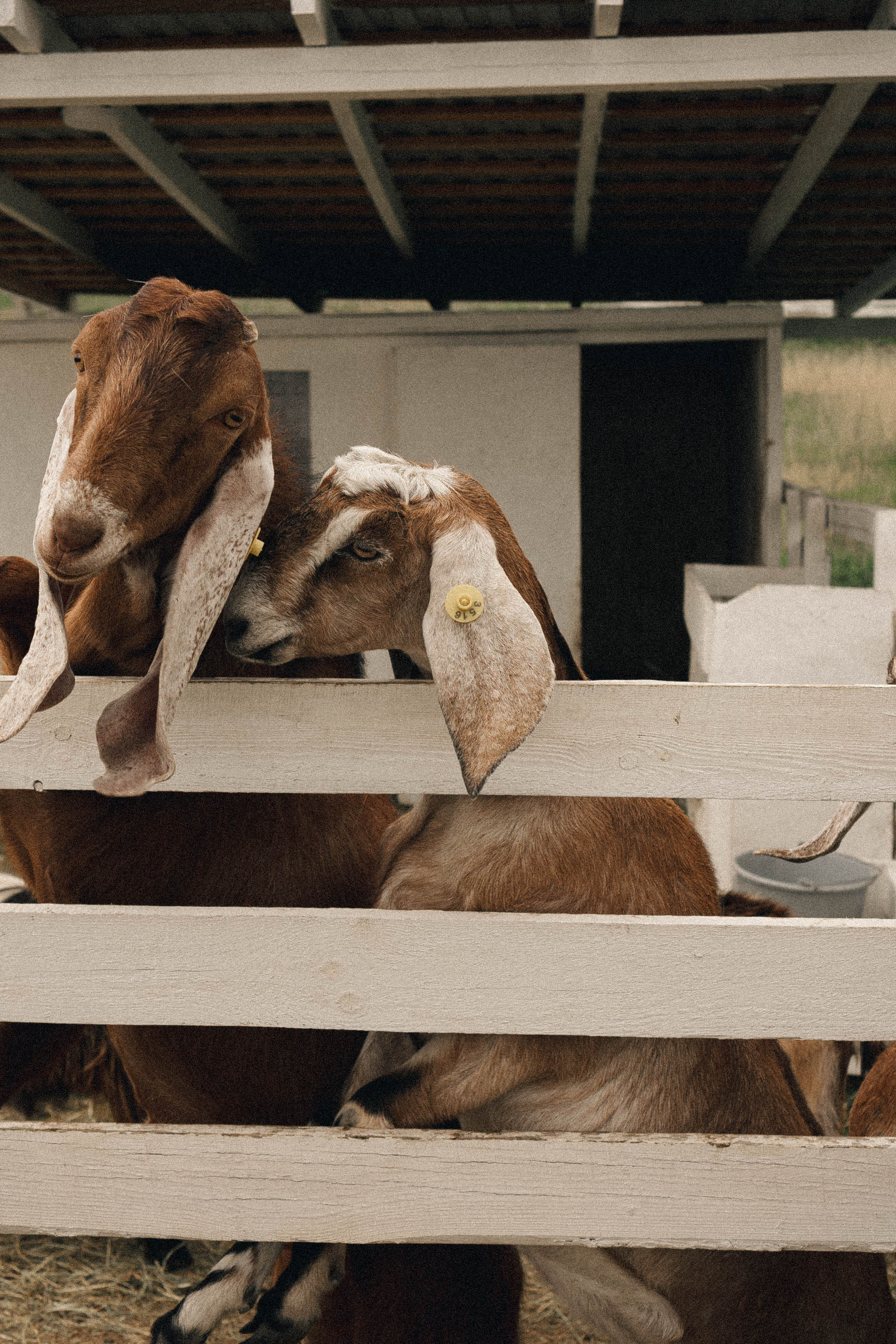 Ферма Альпак. Профессиональный фотограф, Санкт-Петербург — Виктория Богомолова