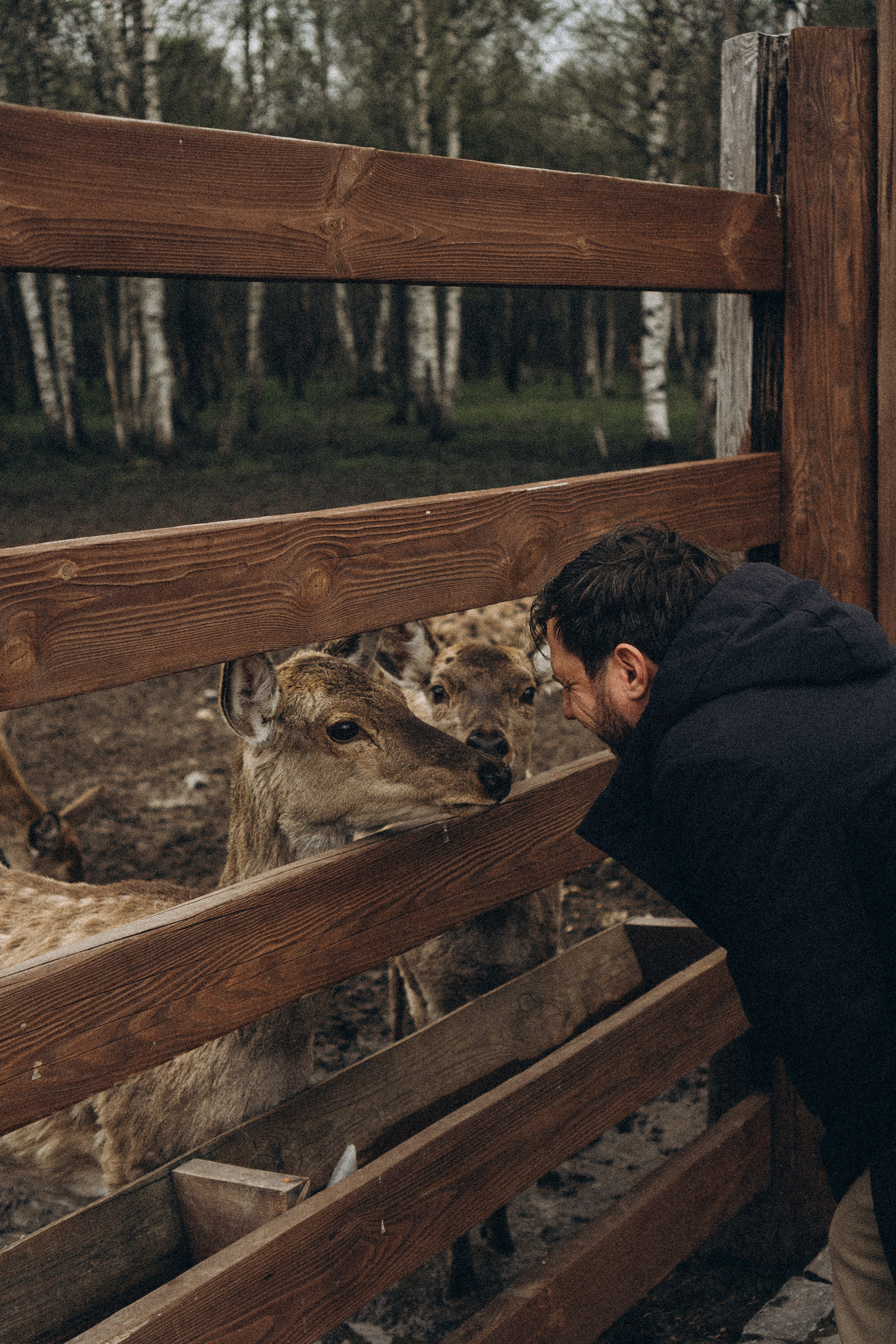 ОЛЕНЬЯ ФЕРМА В ТВЕРИ. Профессиональный фотограф, Санкт-Петербург — Виктория Богомолова