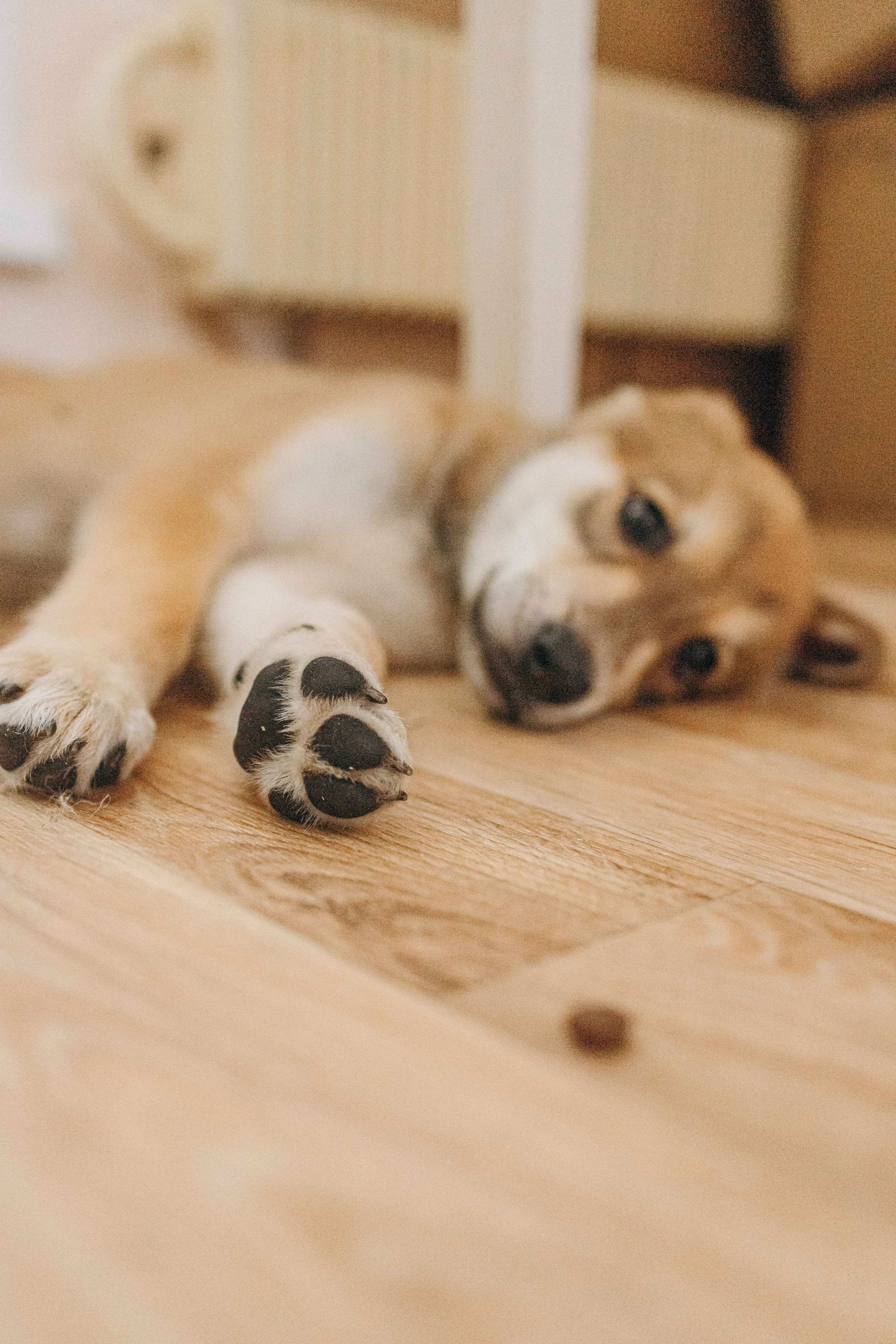 Щеночки на кухне. Фотограф-анималист в Москве Лера Черноног