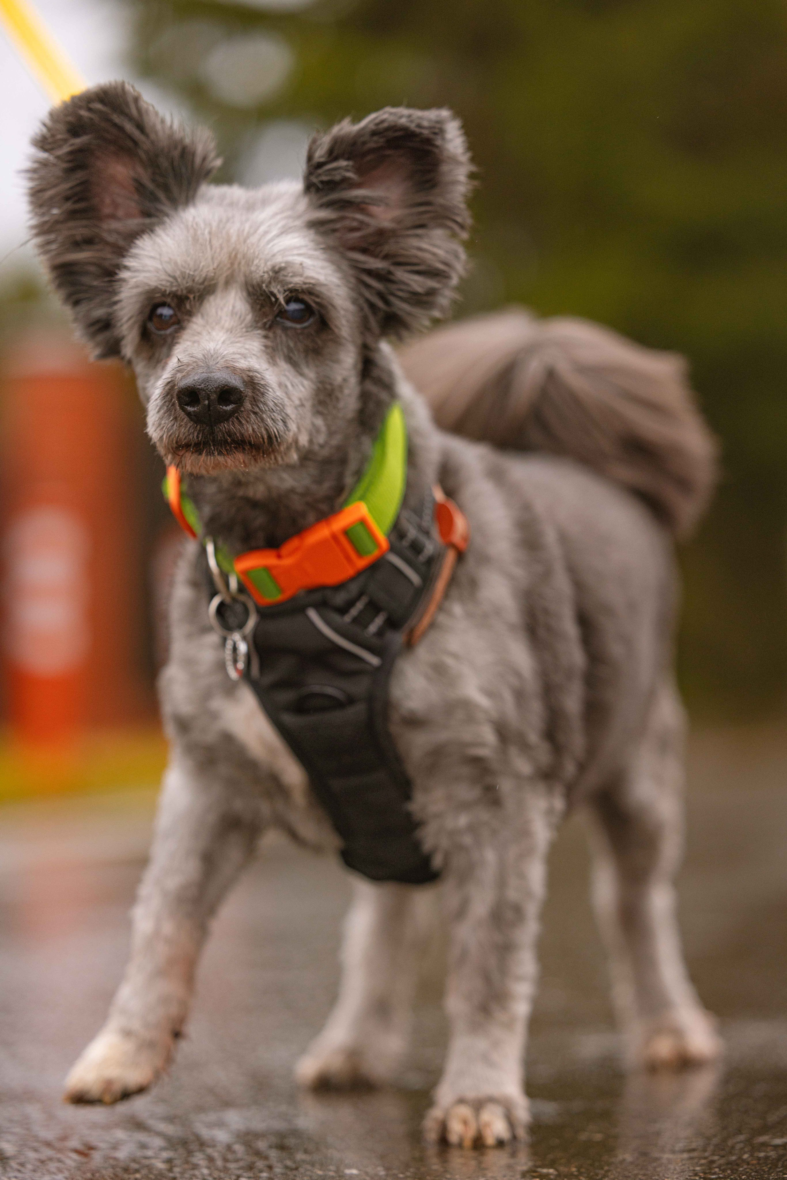 Передержка. Фотограф-анималист в Москве Лера Черноног