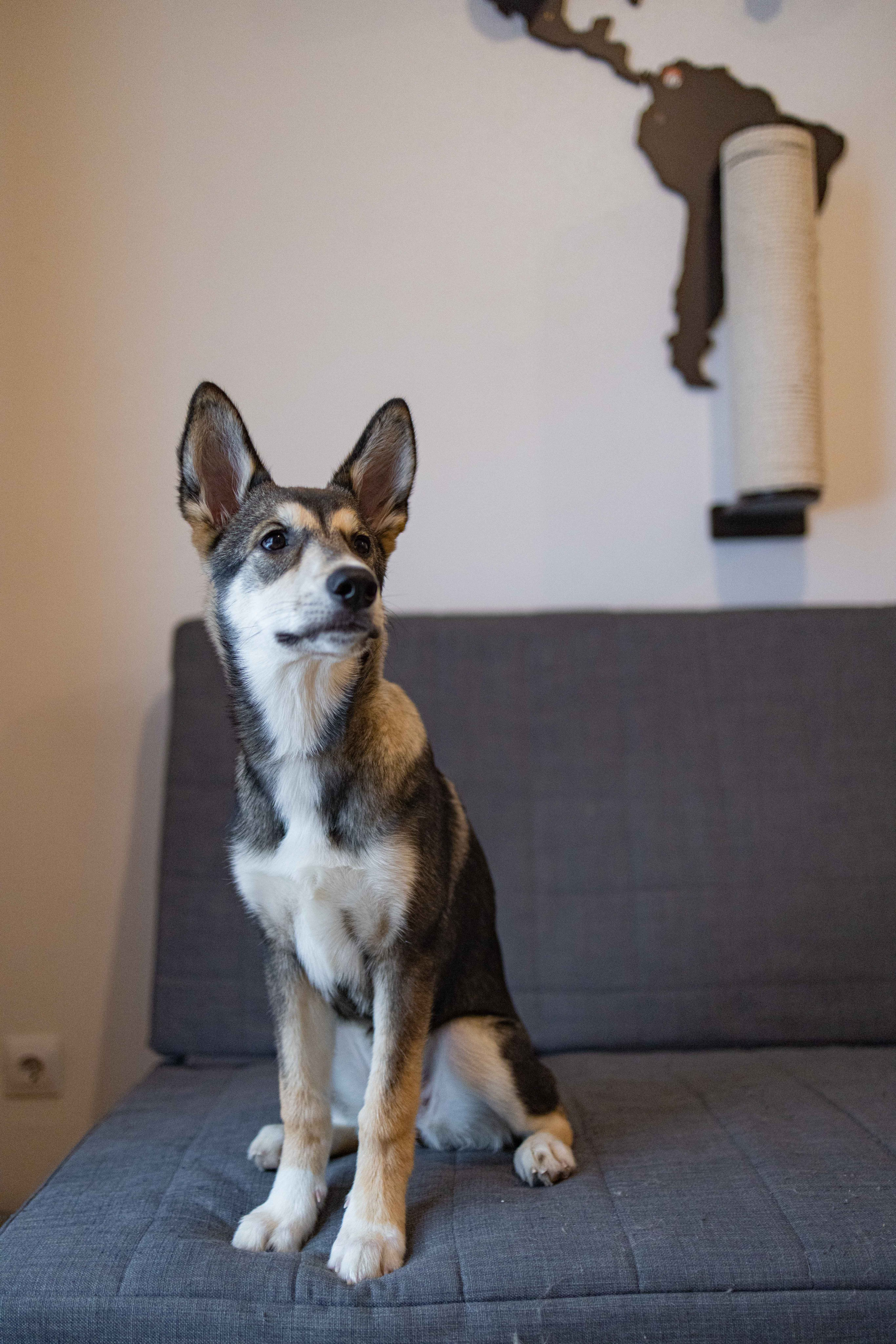 Шами. Фотограф-анималист в Москве Лера Черноног