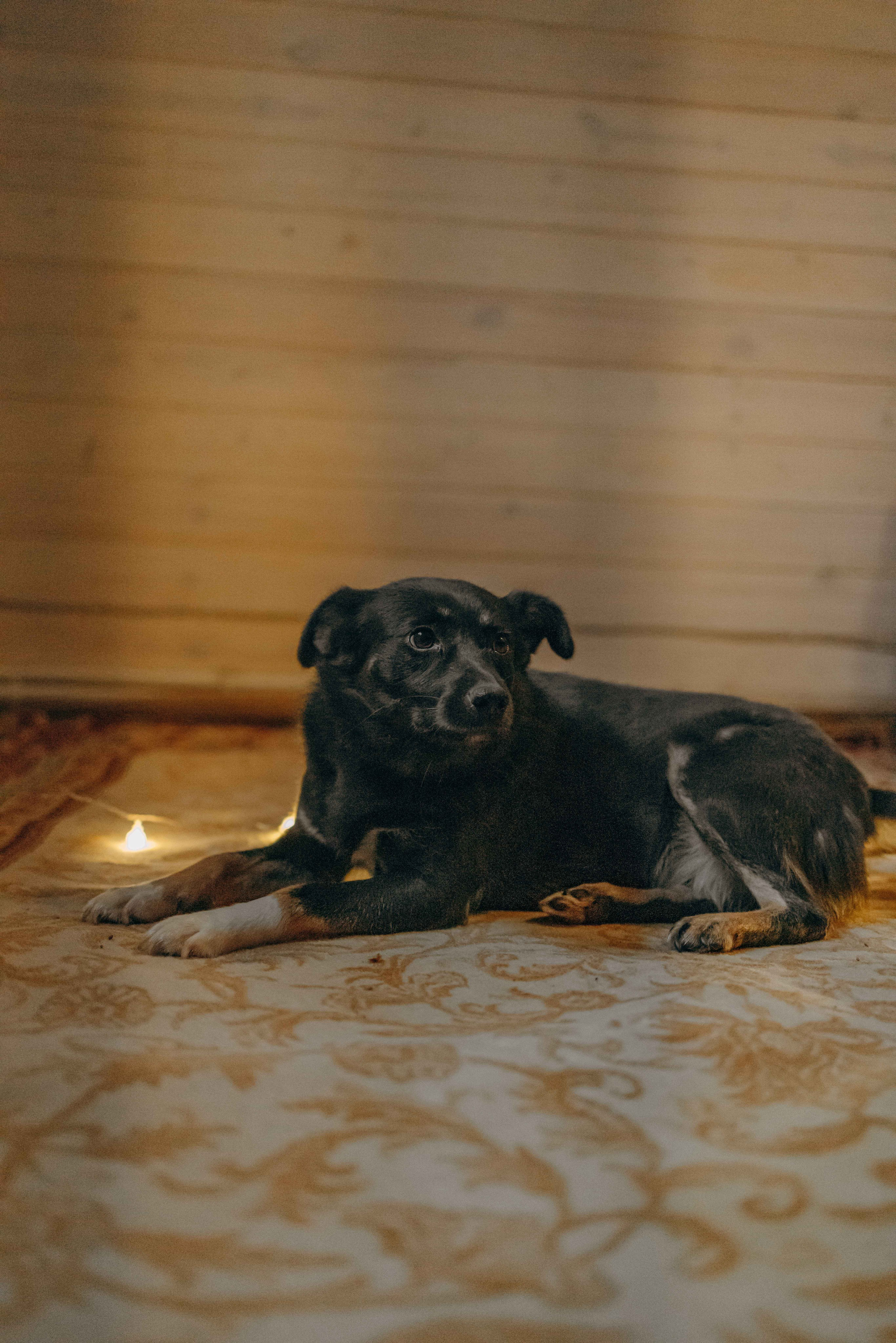 Передержка. Фотограф-анималист в Москве Лера Черноног