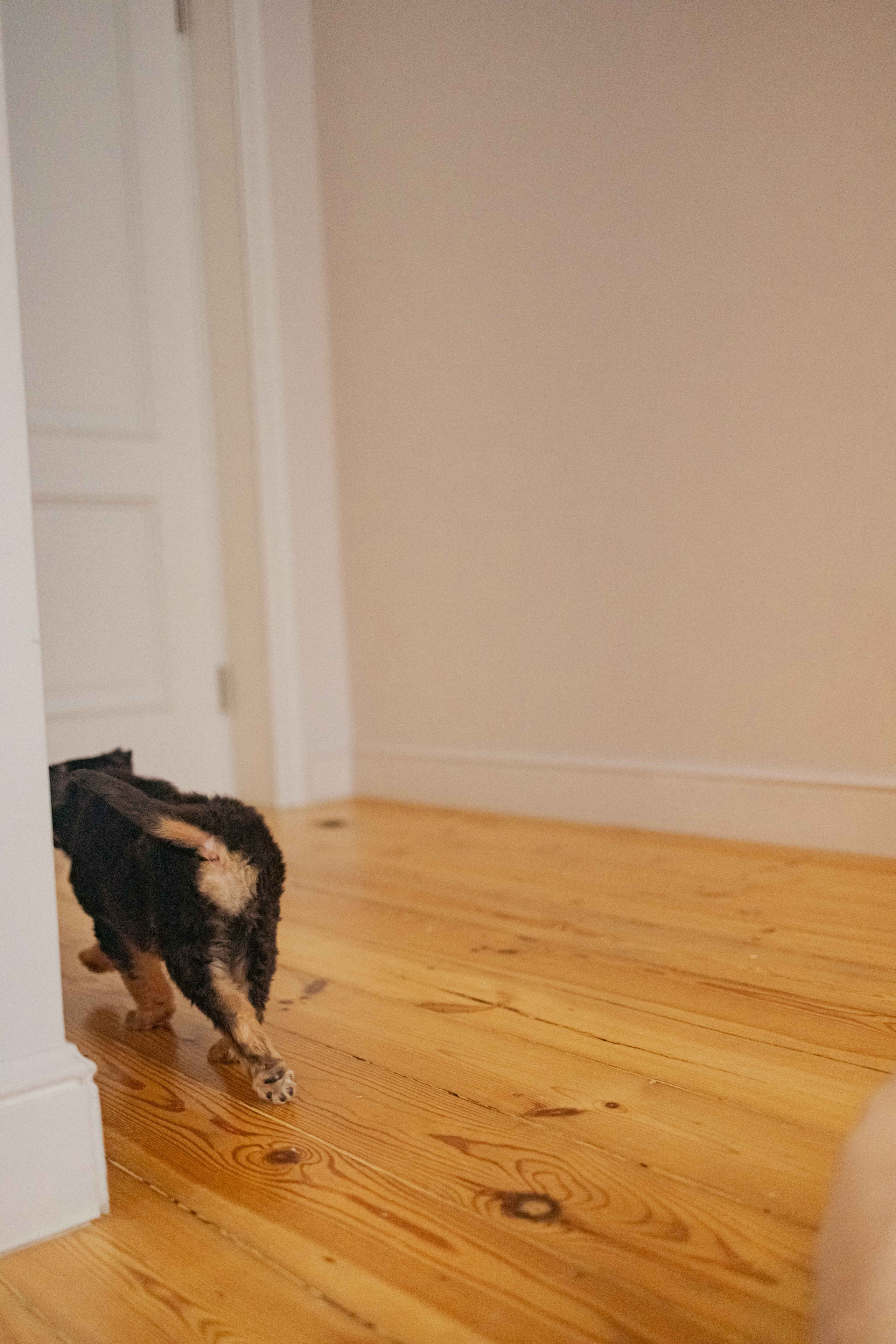 Пеппа. Фотограф-анималист в Москве Лера Черноног