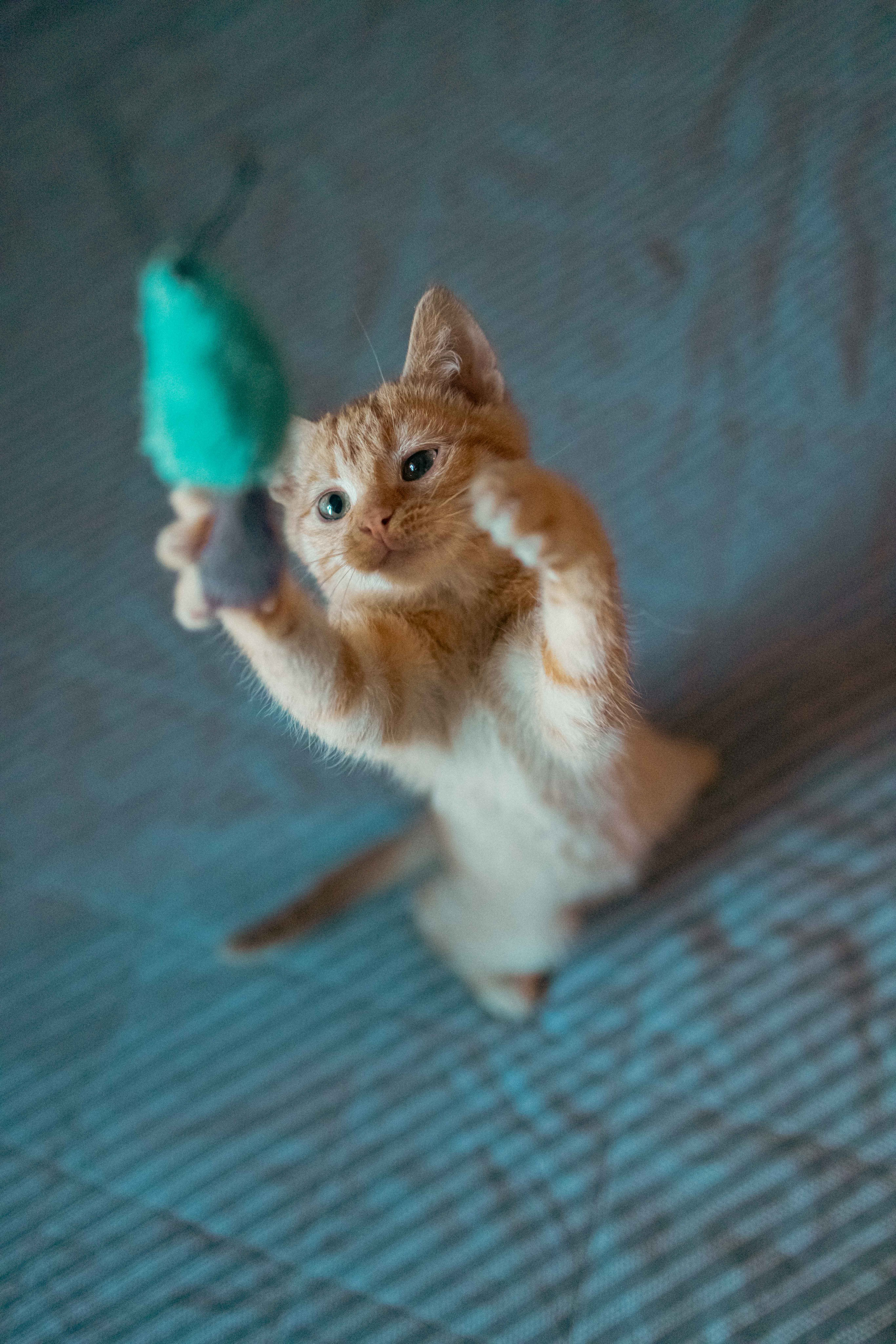 Кускус. Фотограф-анималист в Москве Лера Черноног