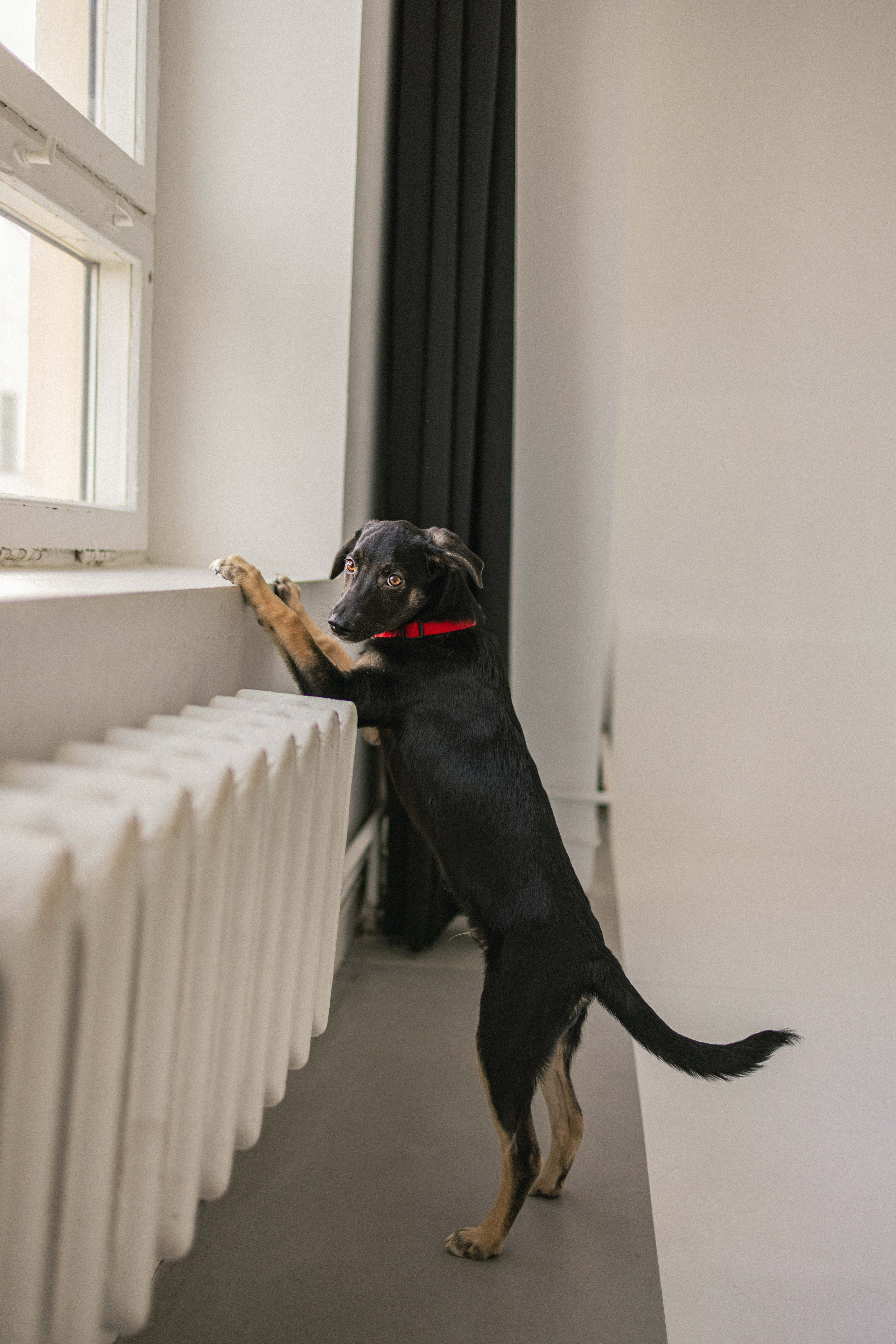 Крис и Тэдди. Фотограф-анималист в Москве Лера Черноног