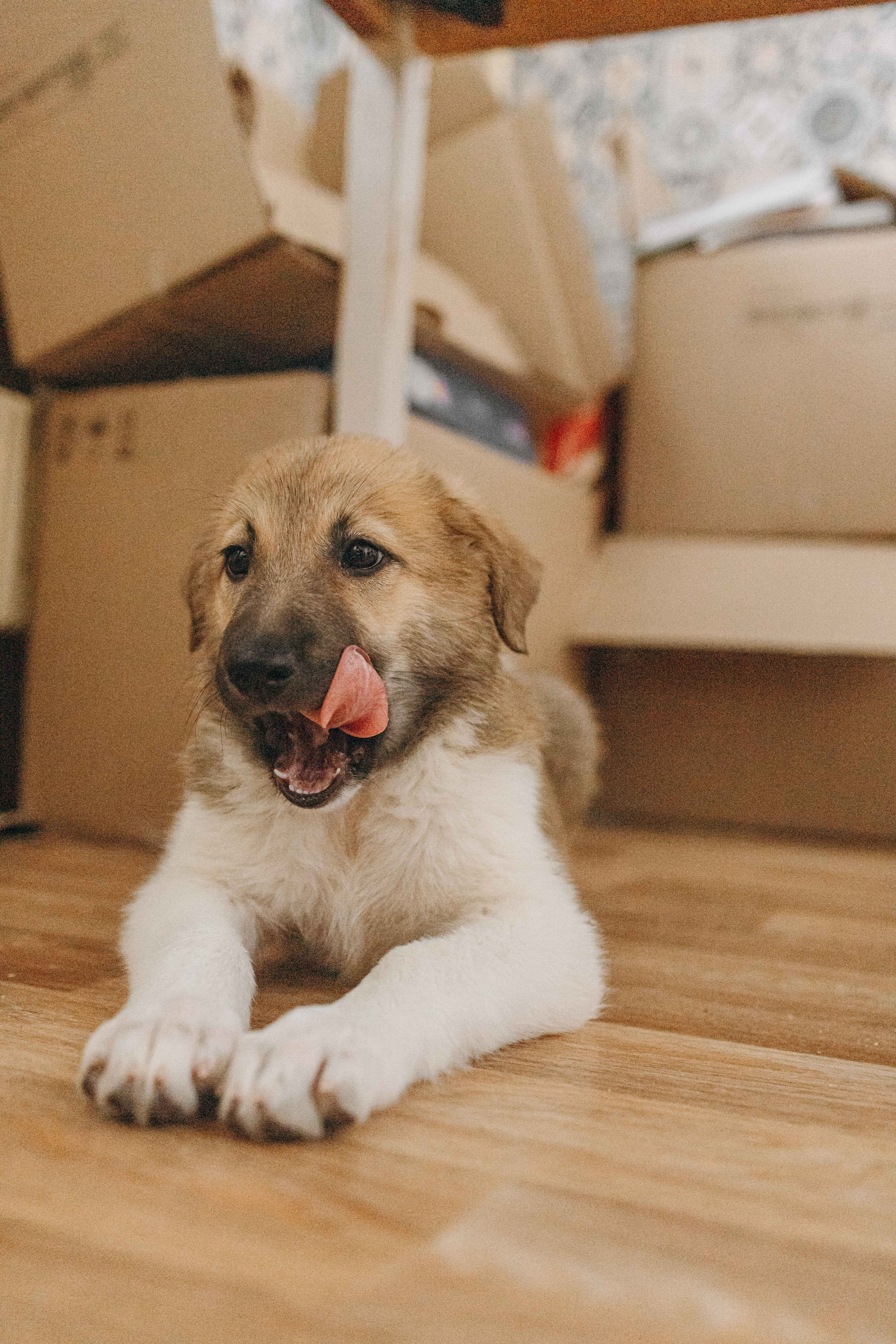 Щеночки на кухне. Фотограф-анималист в Москве Лера Черноног