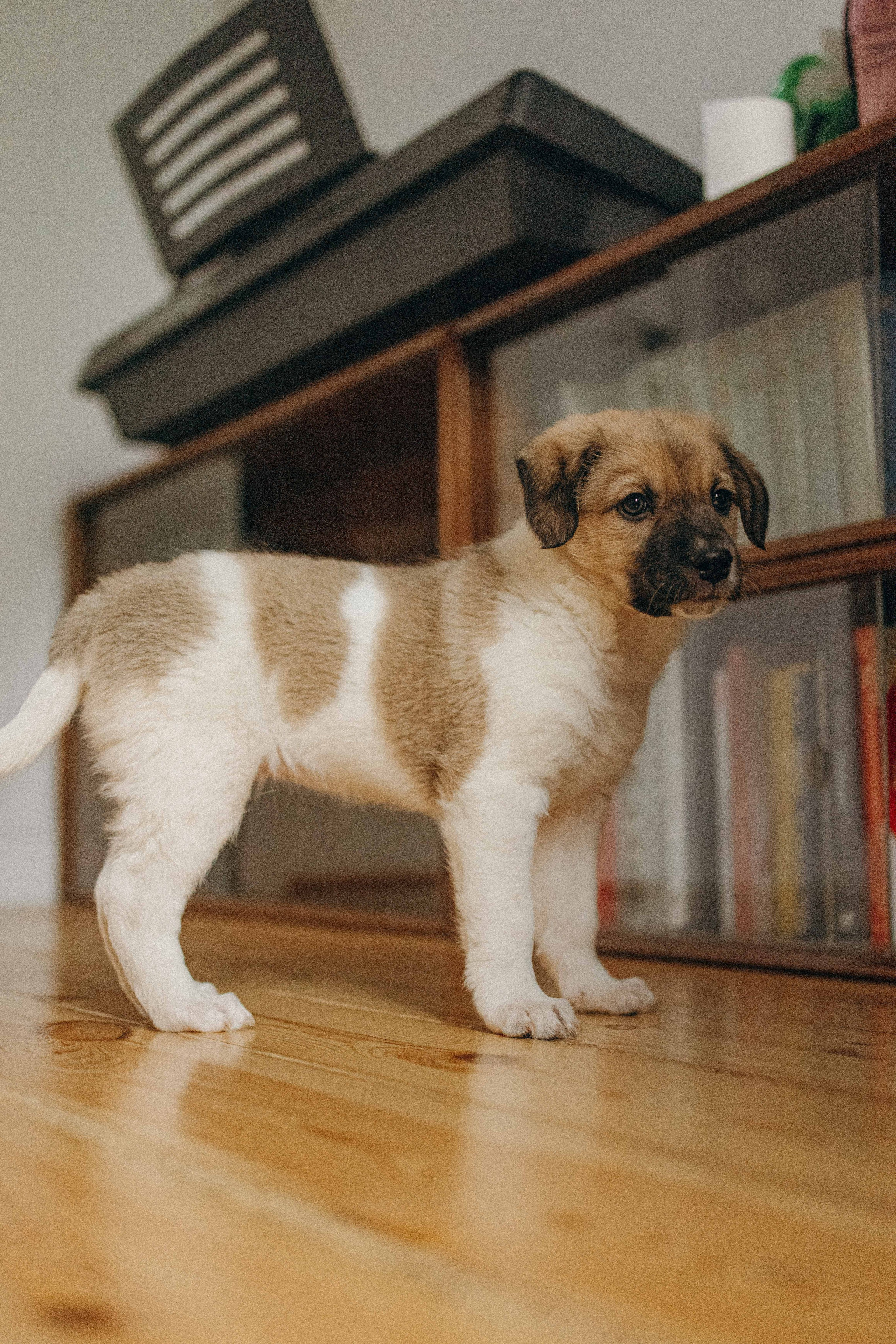 Щеночки. Фотограф-анималист в Москве Лера Черноног