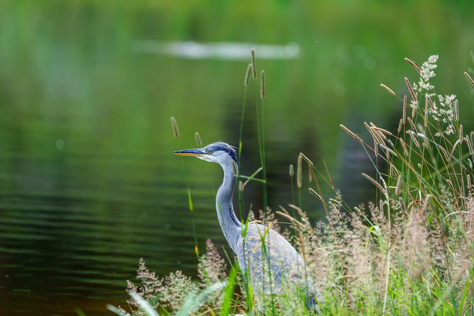 Удивительные мир птиц. Вокруг нас столько прекрасного — присмотритесь!. Ваш личный фотограф Марина Волкова