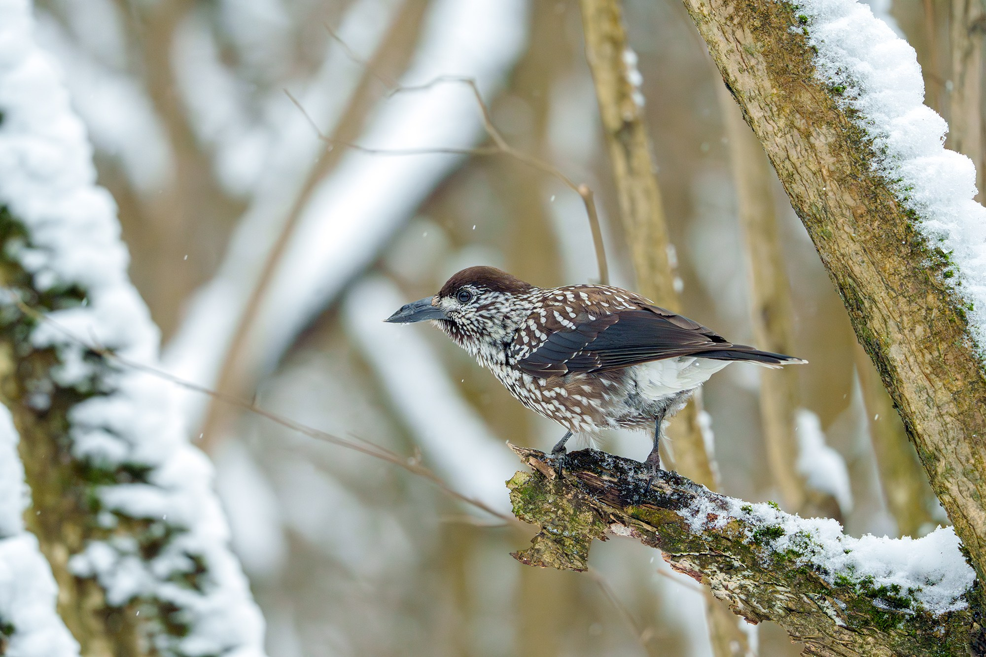 Удивительные мир птиц. Вокруг нас столько прекрасного — присмотритесь!. Ваш личный фотограф Марина Волкова