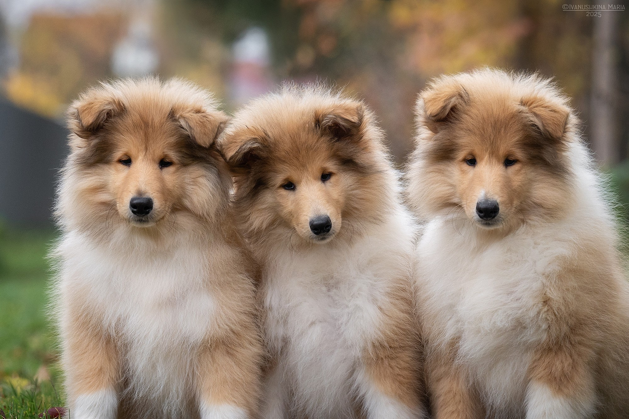 Фотосессия щенков на продажу. Фотограф собак в Москве и Московской области Иванушкина Мария