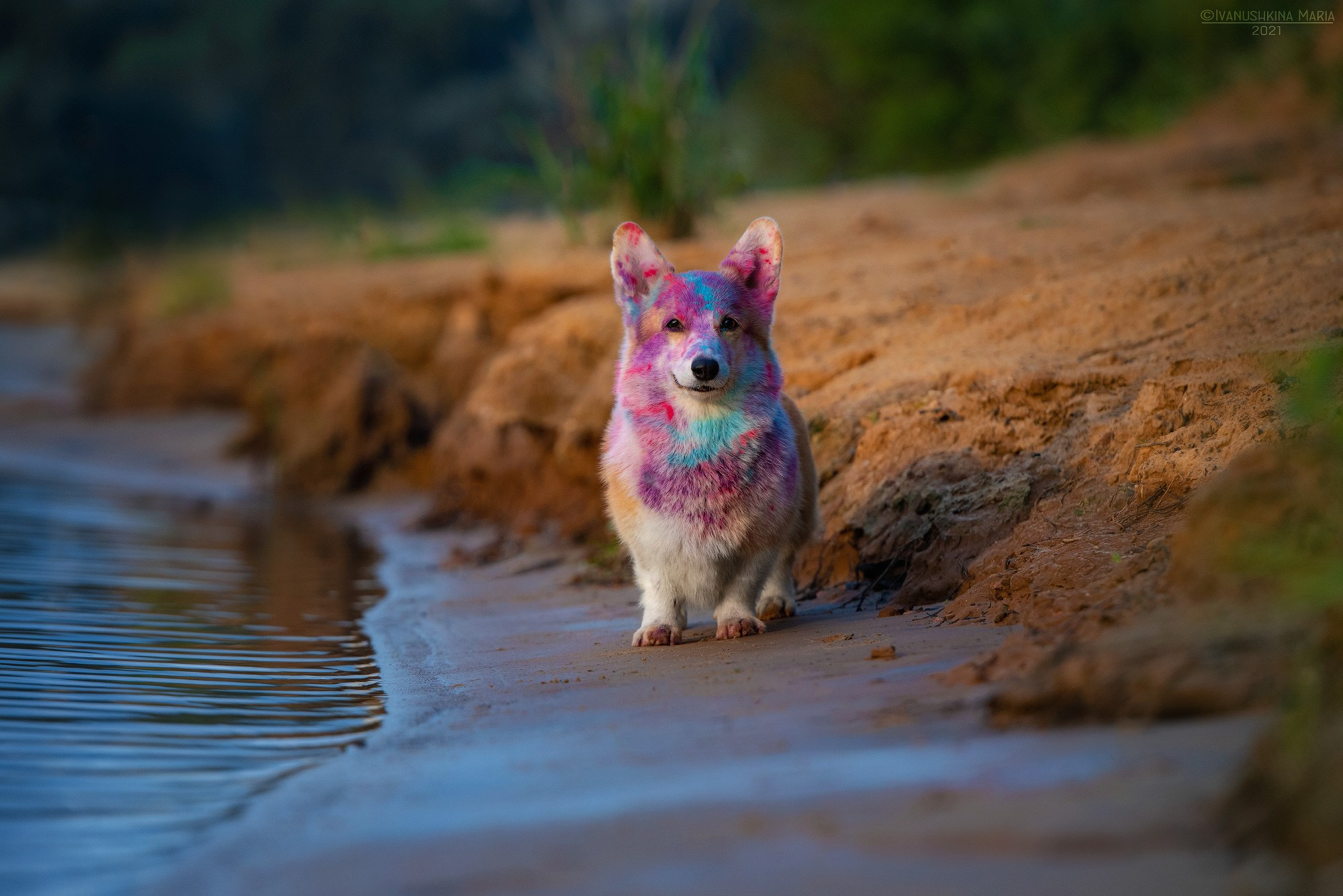 Фотосессия собаки с красками холи. Фотограф собак в Москве и Московской области Иванушкина Мария