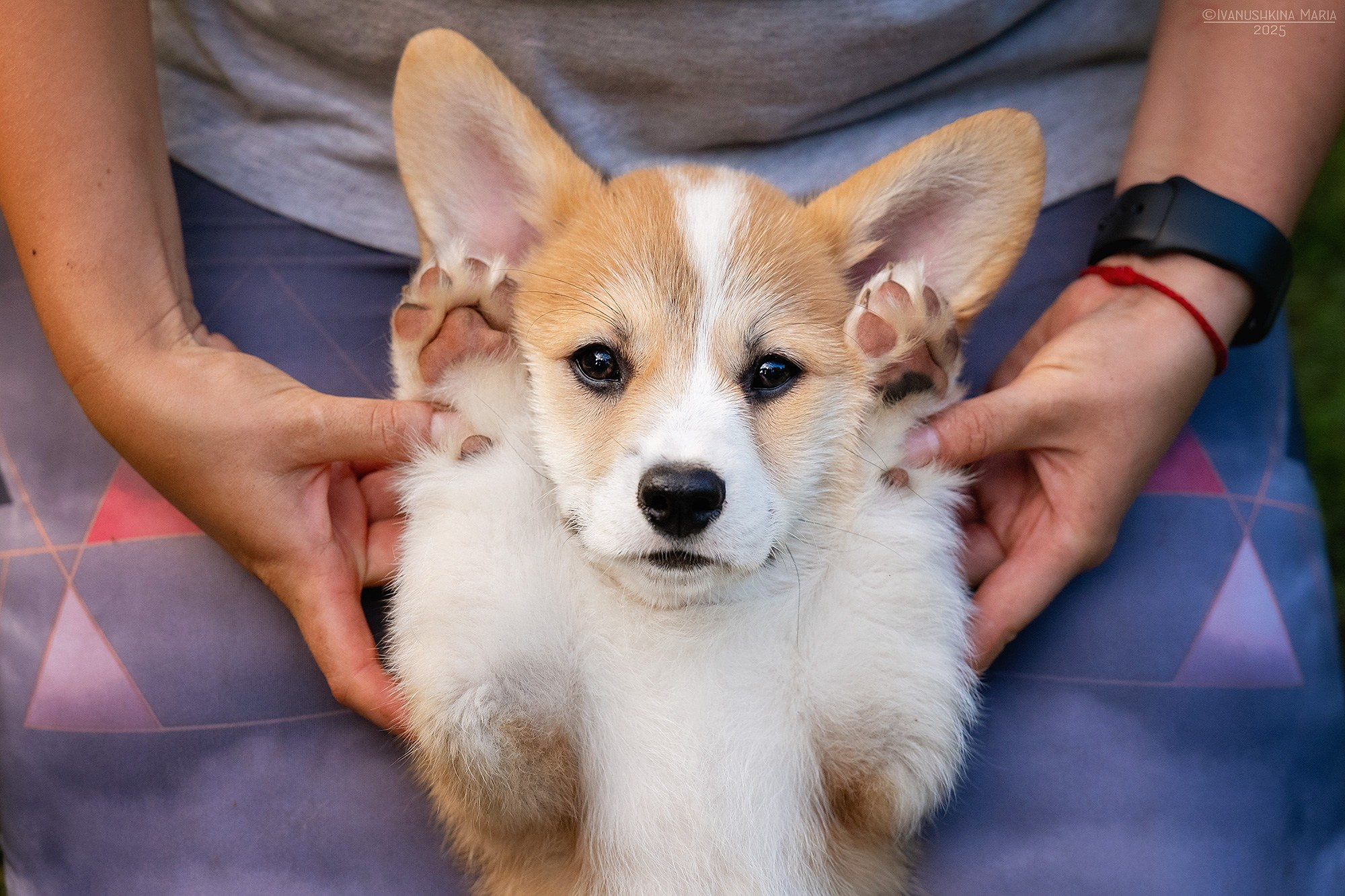Фотосессия щенков на продажу. Фотограф собак в Москве и Московской области Иванушкина Мария