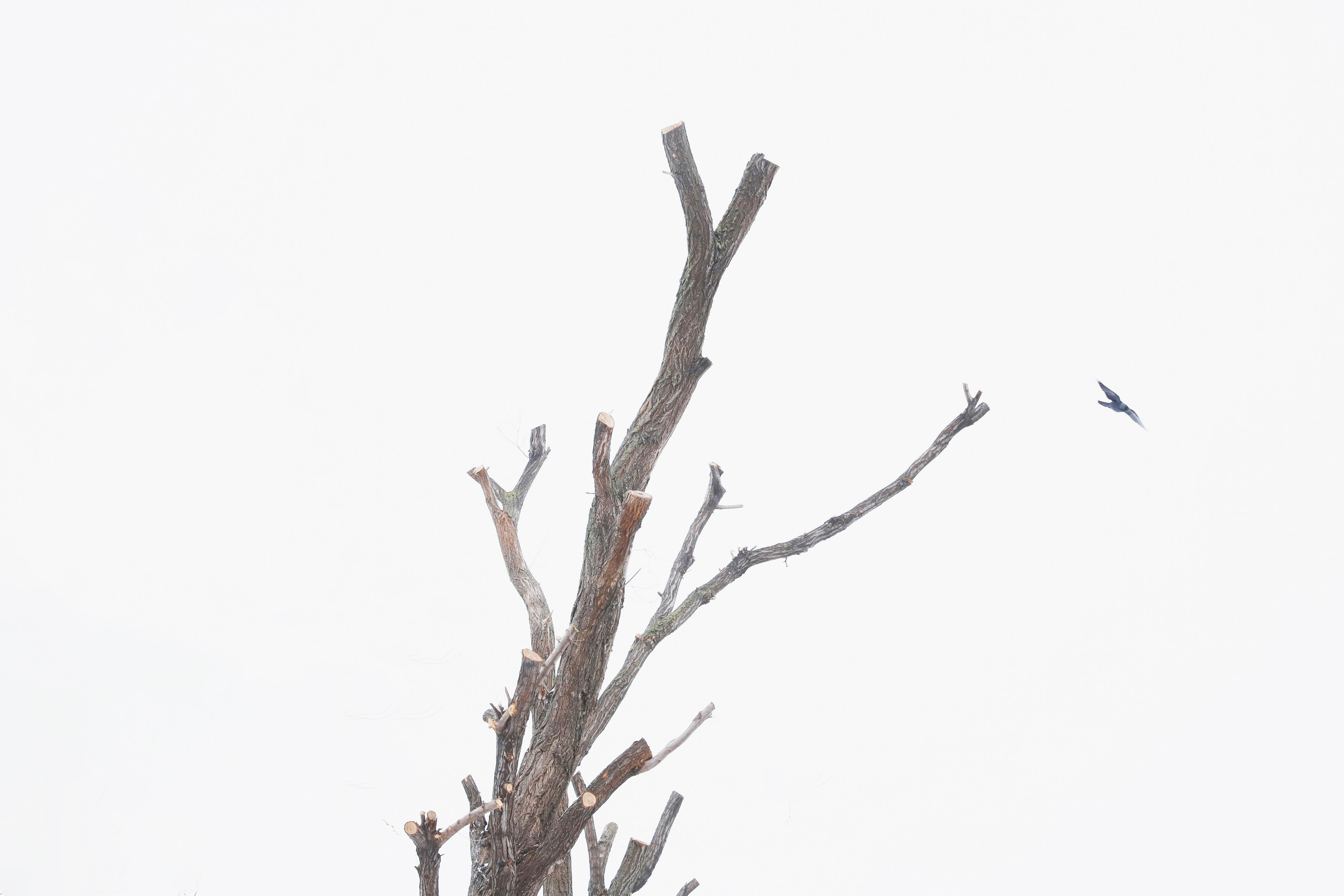 Кронирование. Главная