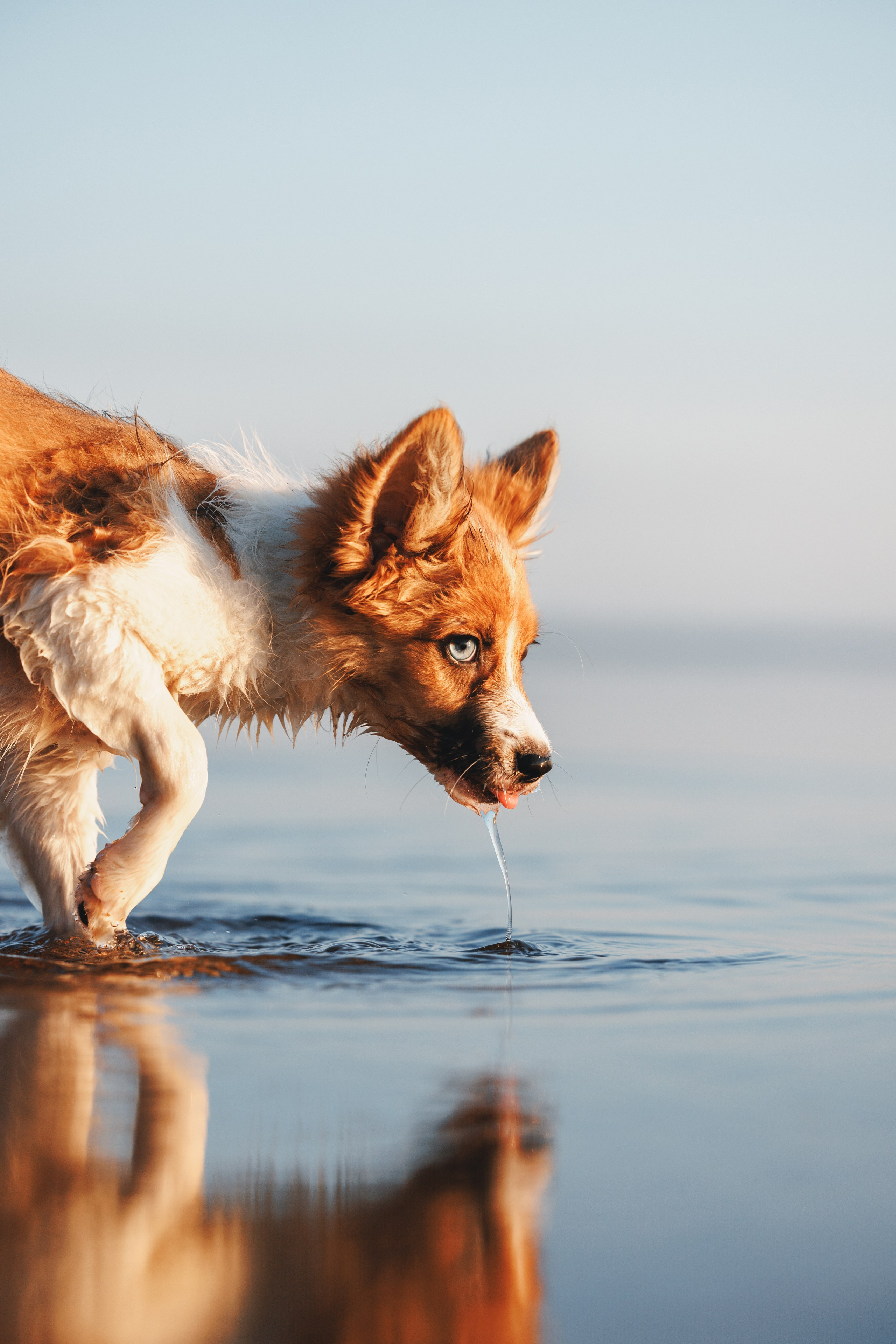 Токи, Янки, Лось, Мако и Рин. Фотограф анималист Осипчикова Мария