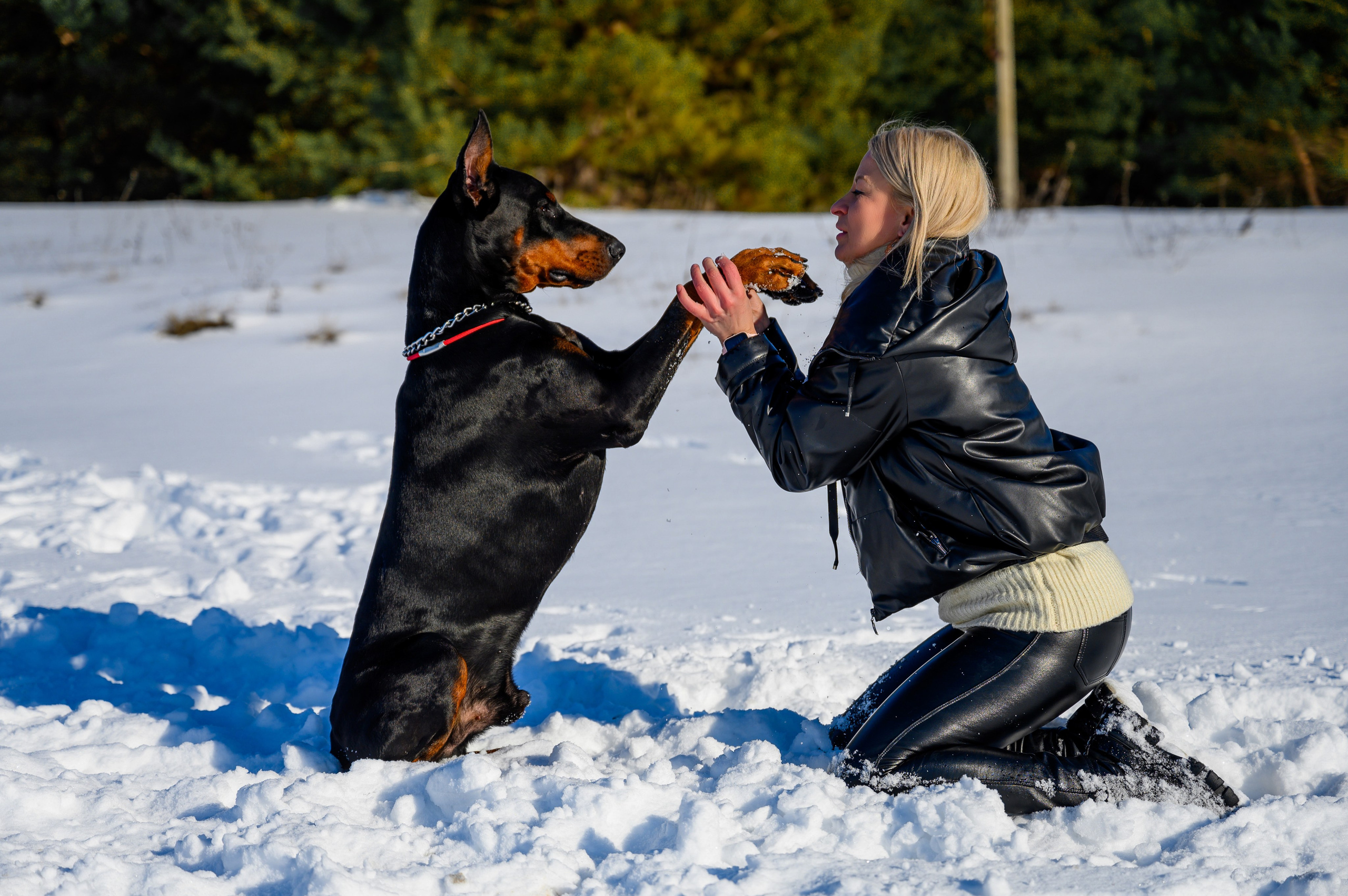 Доберман Рэн. Bazarkom-photo.ru Фотограф Виктор Оськин в Старом Осколе