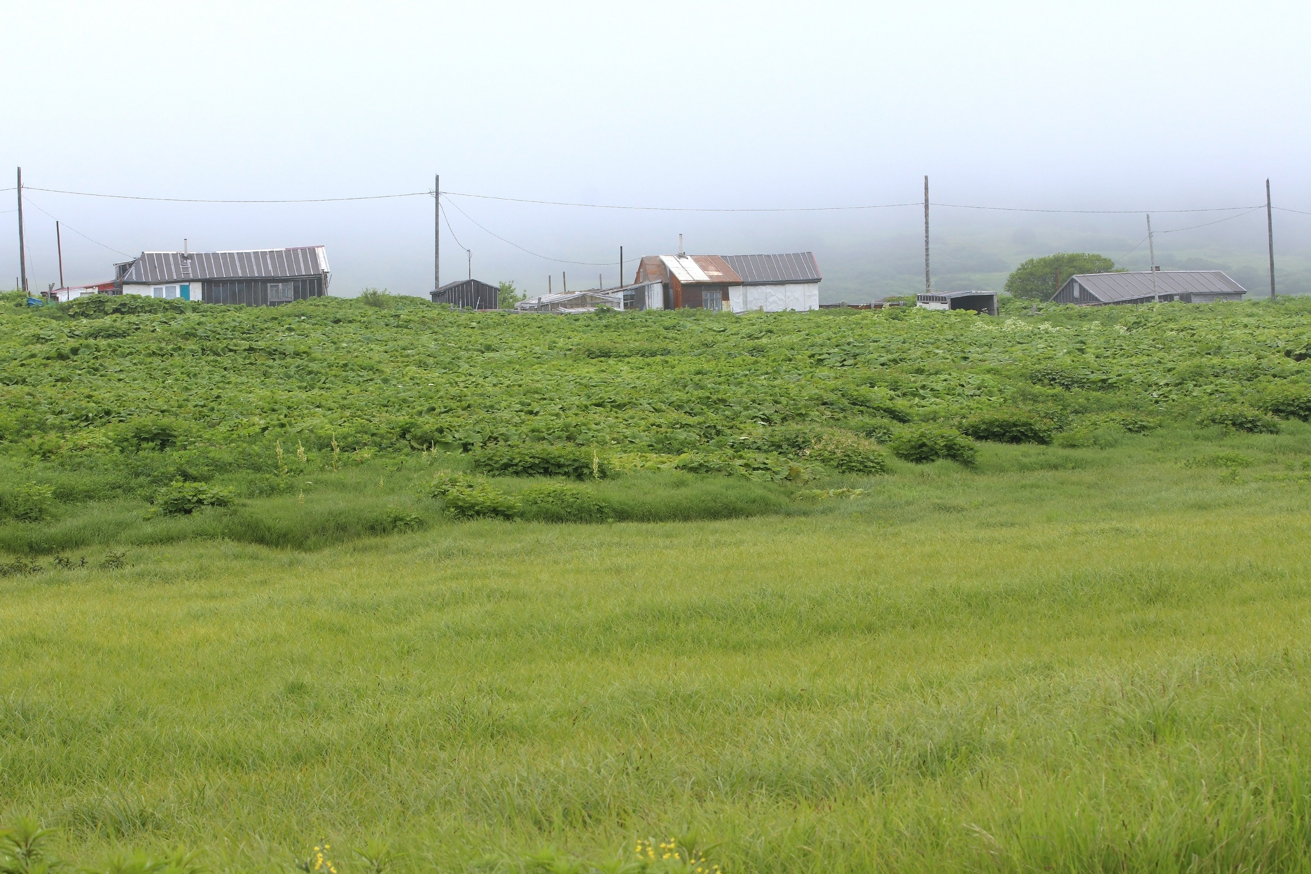 Камчатка и о. Парамушир. Июль 2024. Путешественник-фотограф из Санкт-Петербурга Татьяна Свистулина