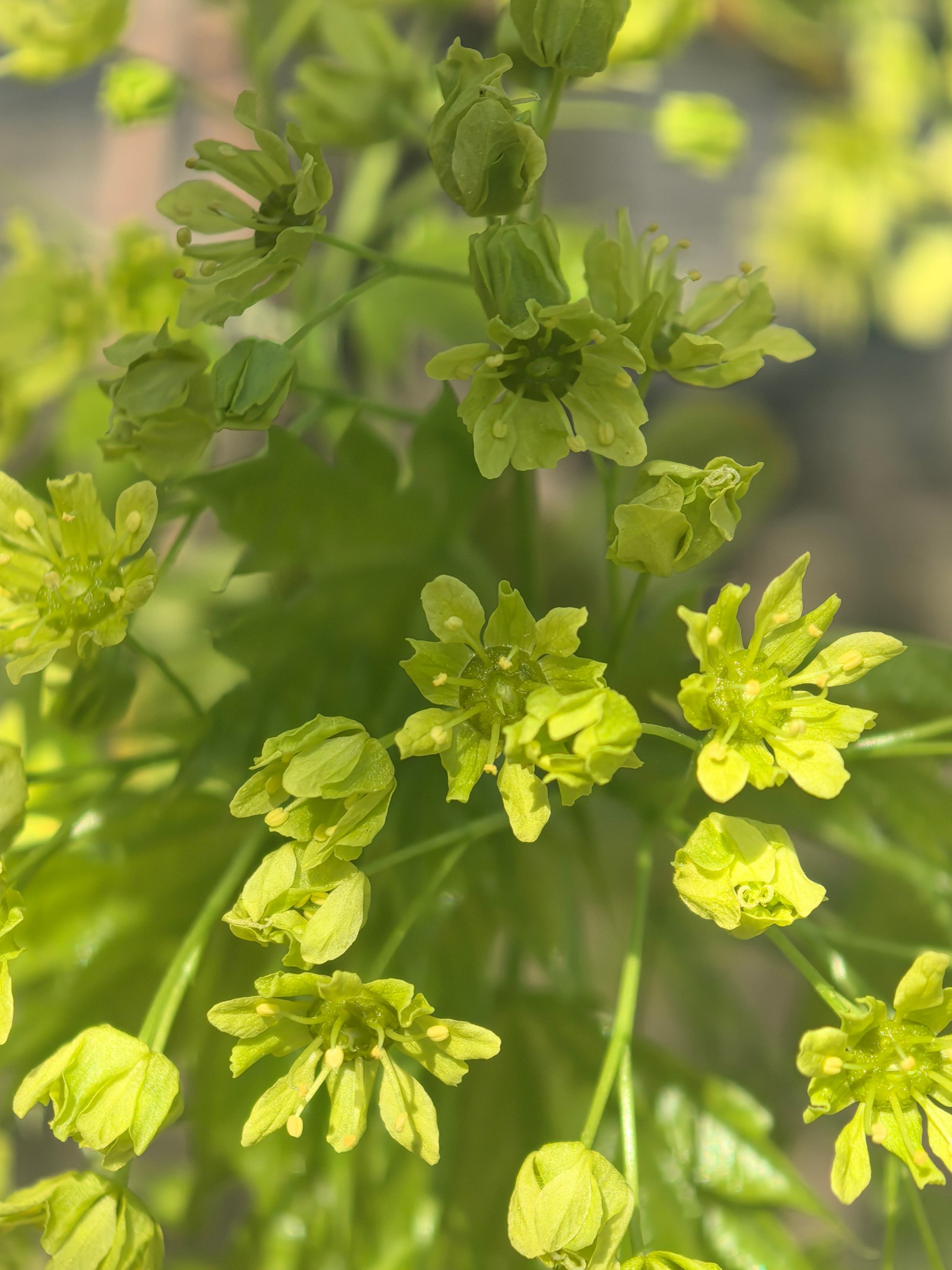 ПочтиМАКРО. Школьные выпускные альбомы в Москве Марина Николаева