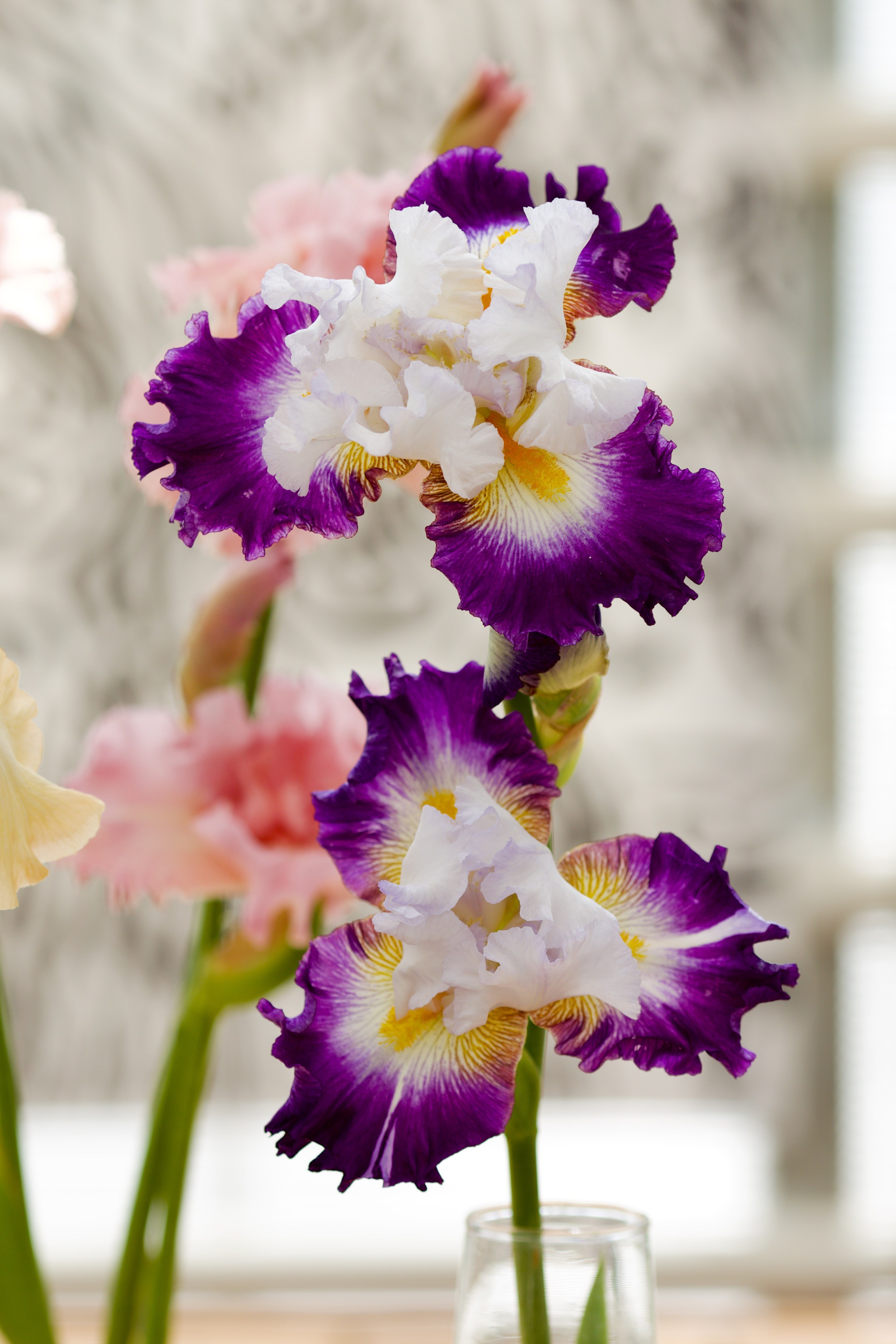 Аптекарский огород. Ирисы. Пионы. Школьные выпускные альбомы в Москве Марина Николаева