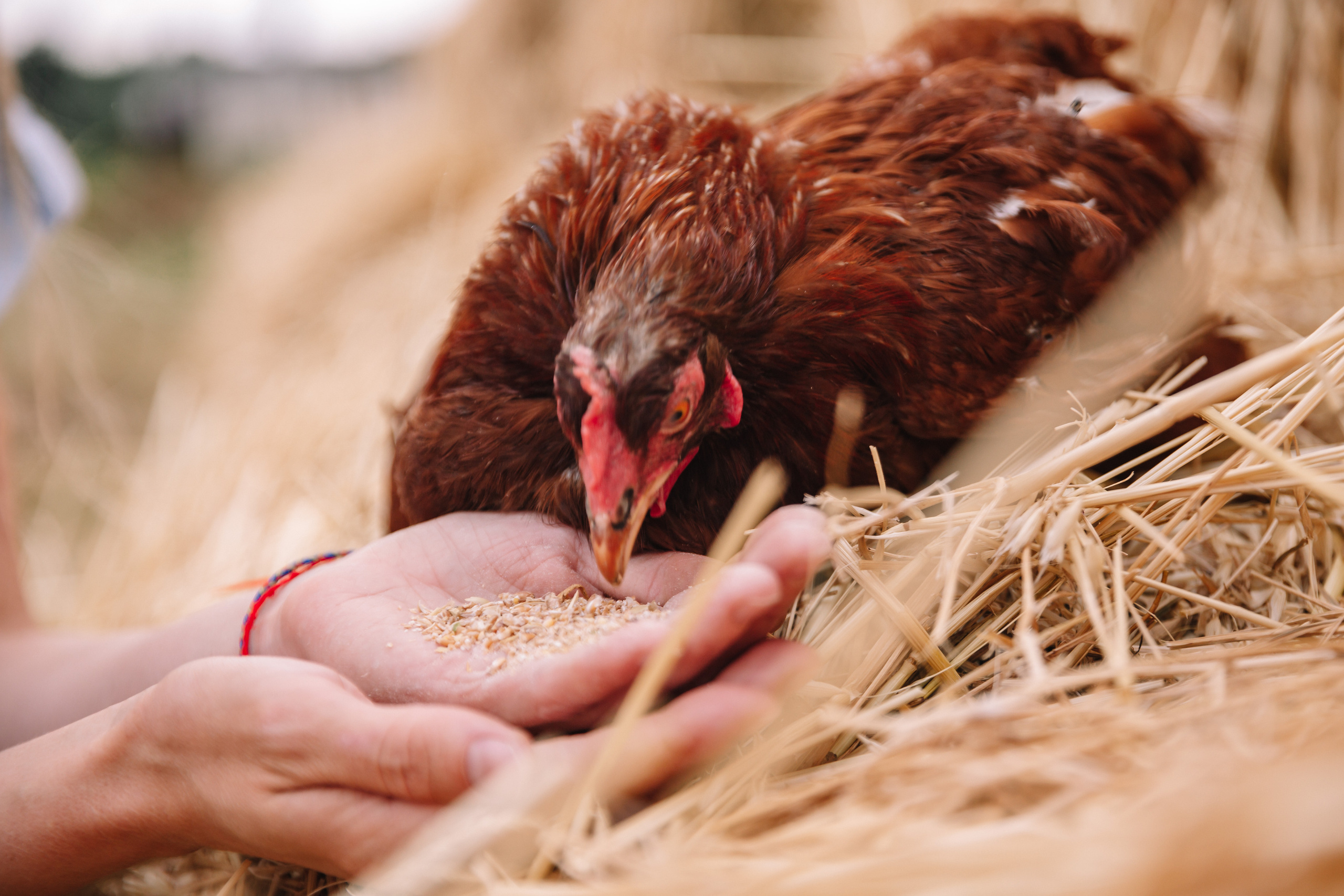 Фотограф  г. Набережные Челны, Татарстан — Айгуль Зарипова