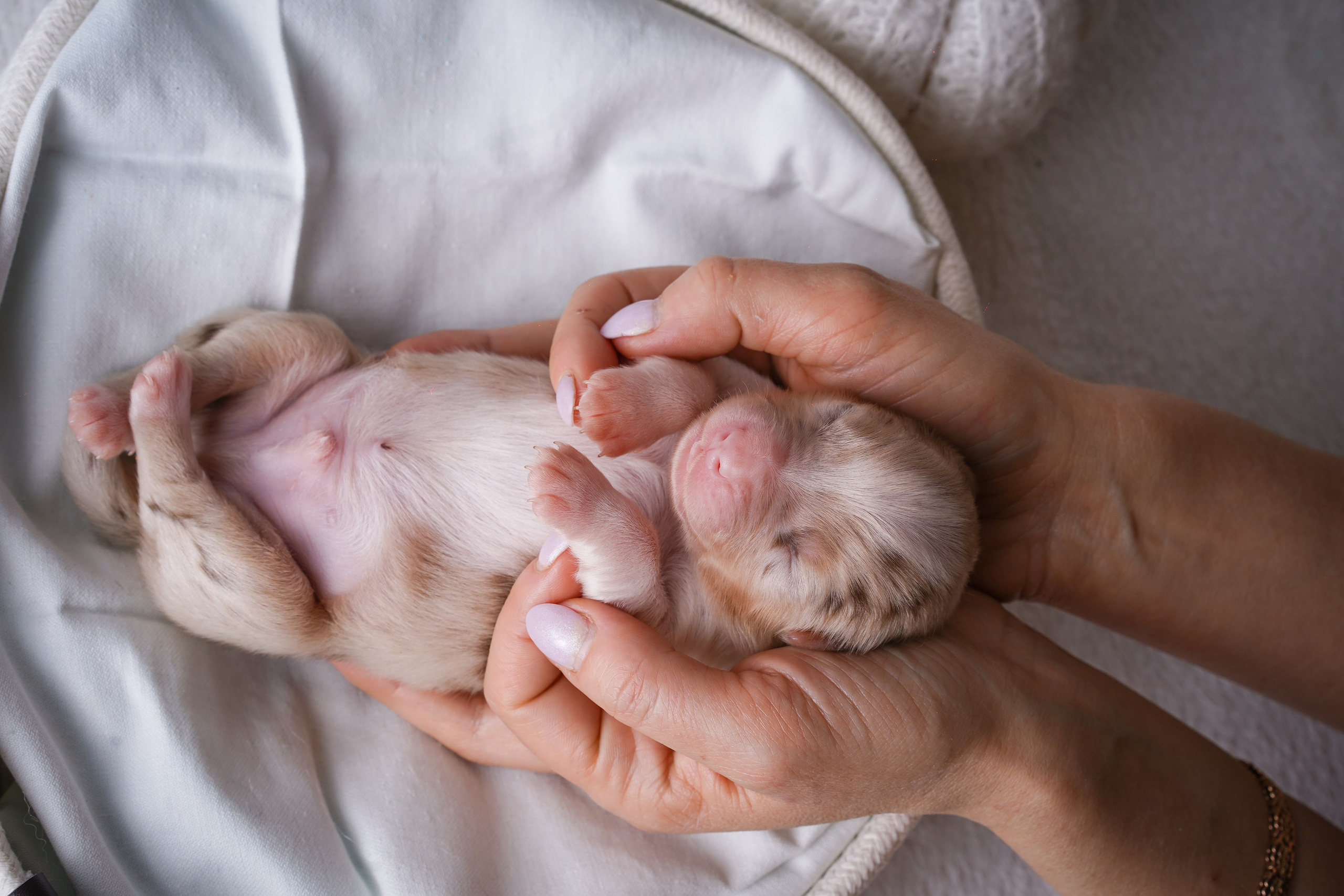 Щенули аусси. Фотограф-анималист в Санкт-Петербурге Яна Мартынова