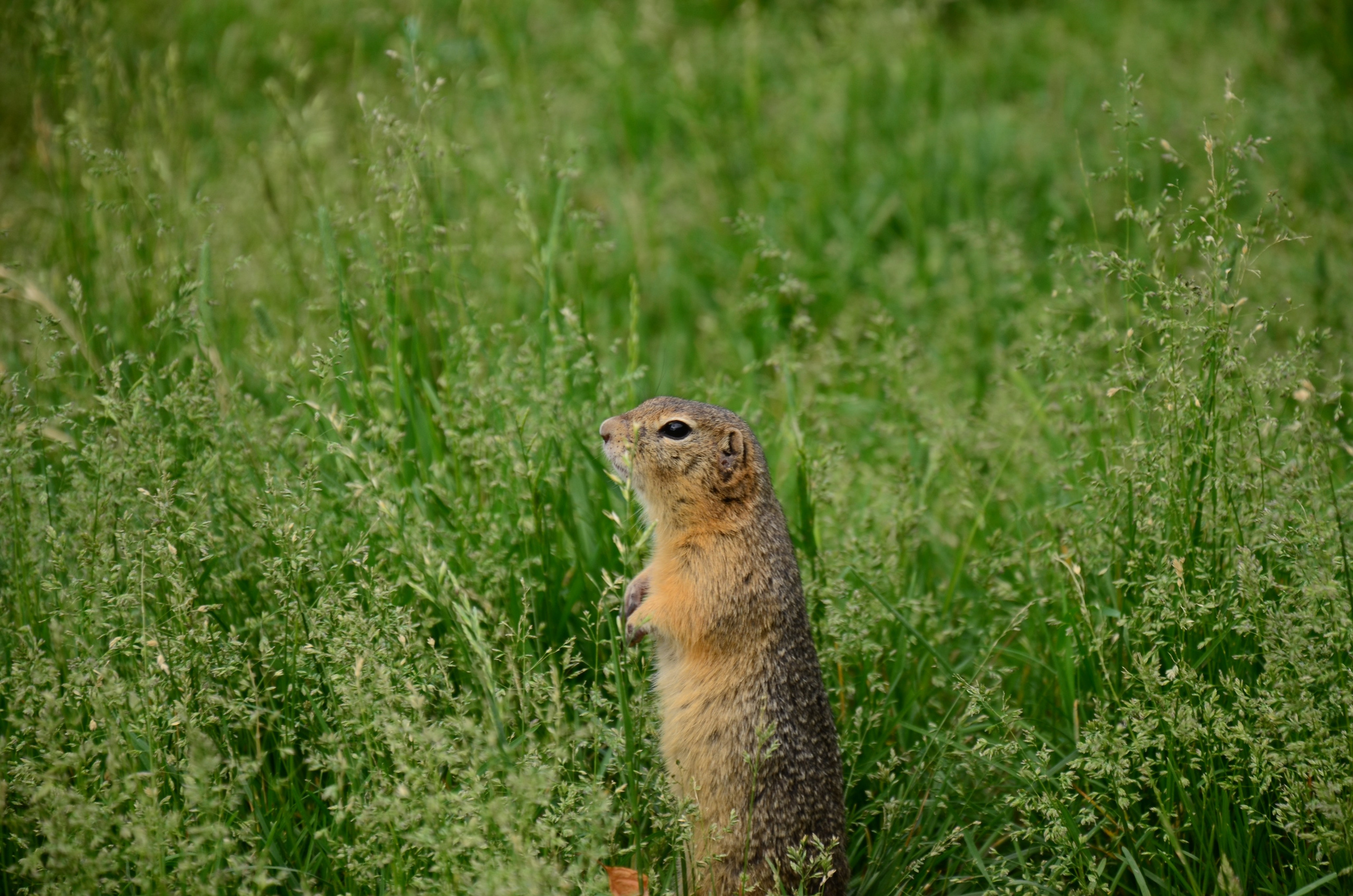 Дары природы. Фотограф viktor viktor