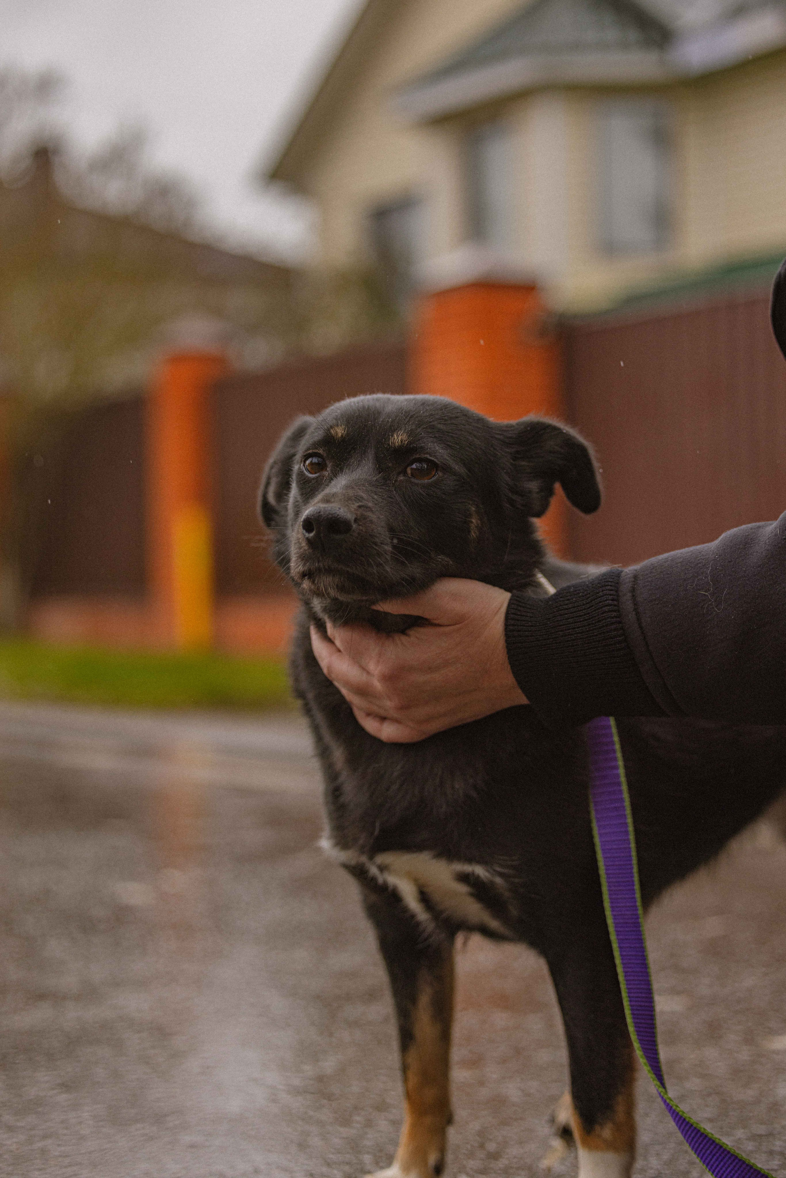 Передержка. Фотограф-анималист в Москве Лера Черноног