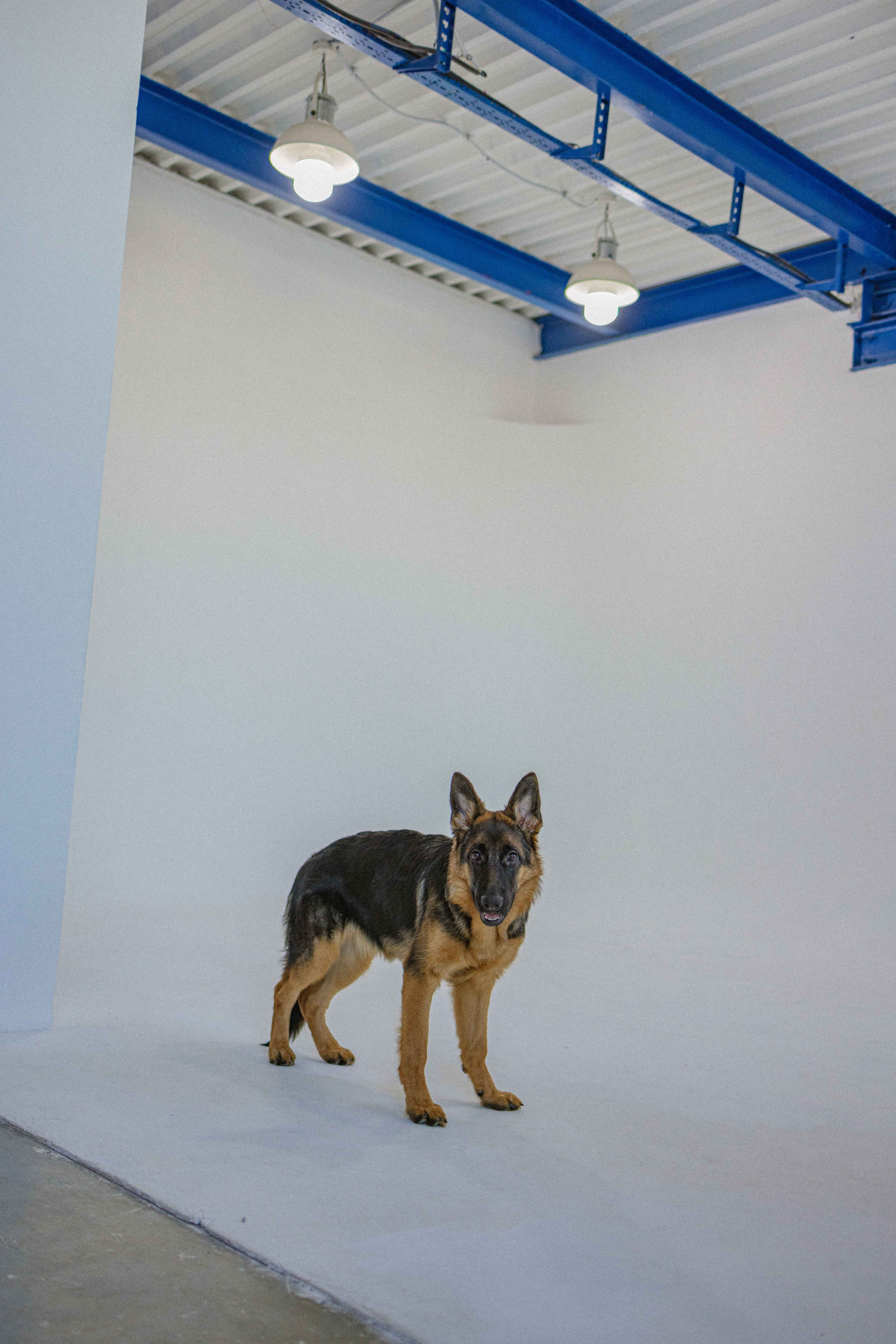 Ася и Буся. Фотограф-анималист в Москве Лера Черноног