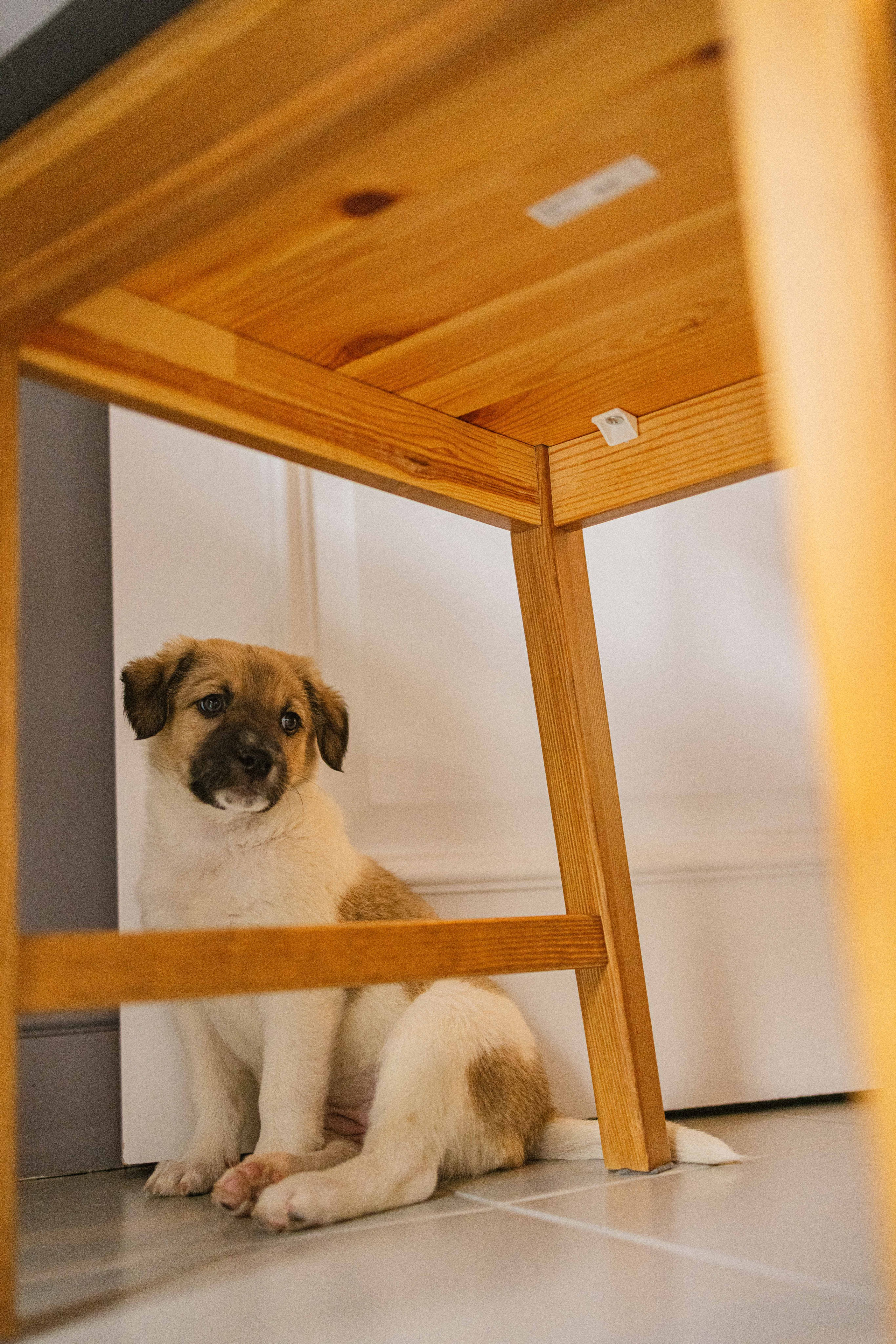 Щеночки. Фотограф-анималист в Москве Лера Черноног