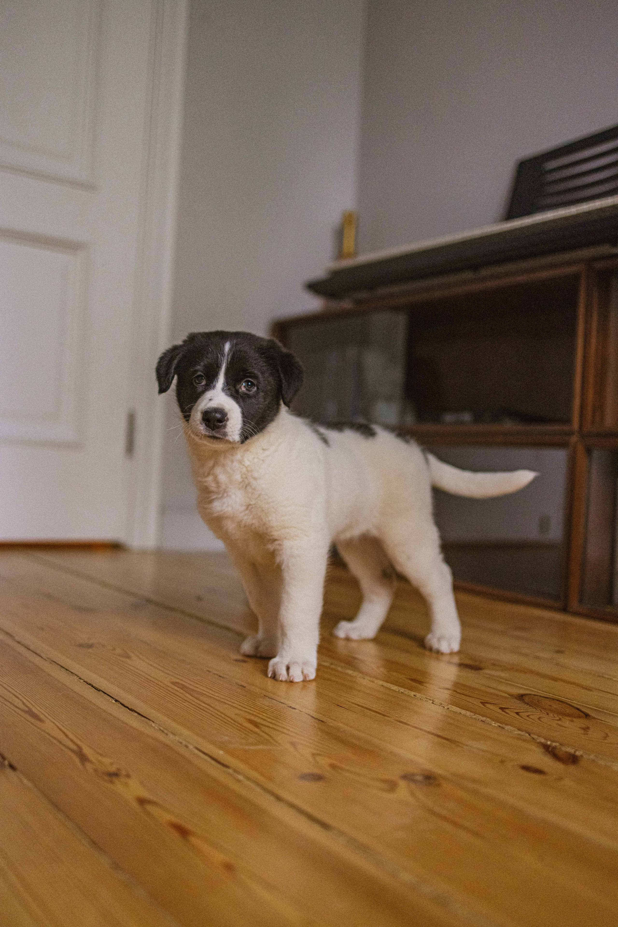 Щеночки. Фотограф-анималист в Москве Лера Черноног