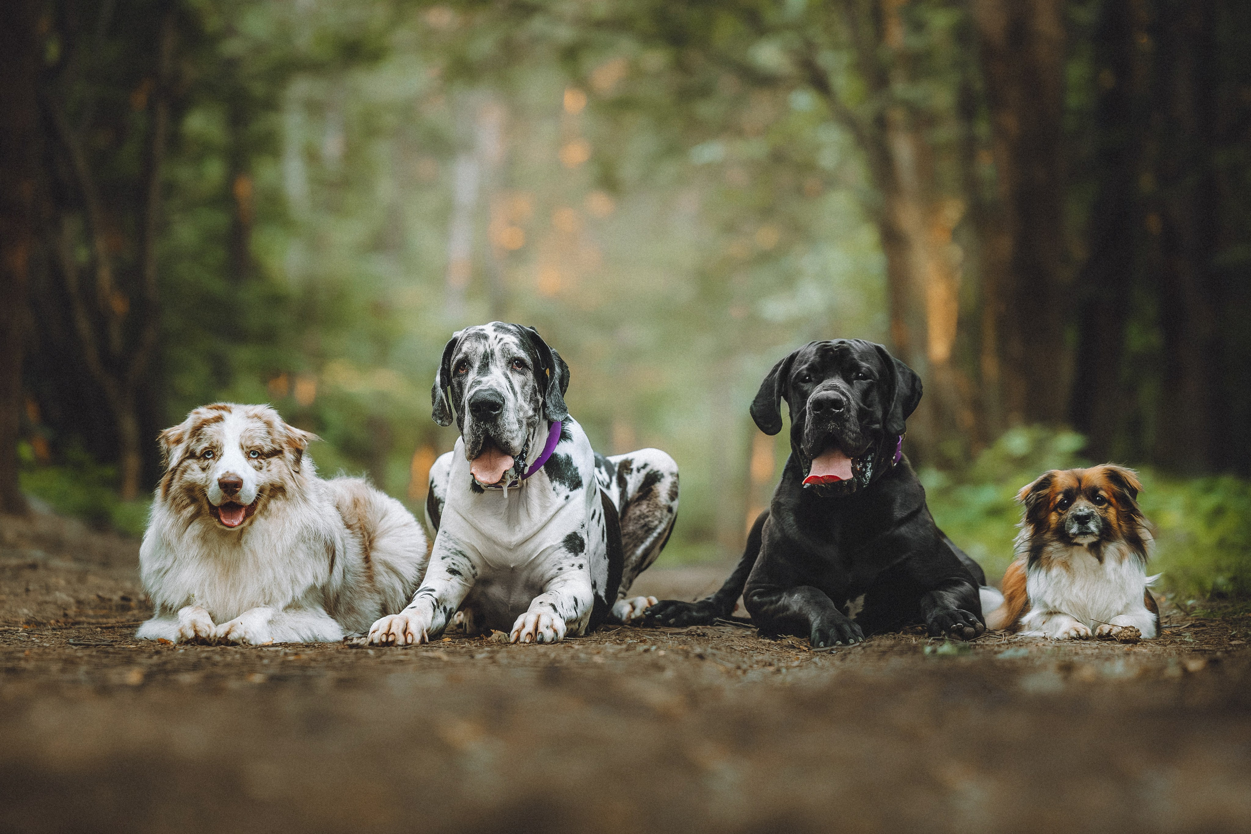 Катя, Андрей, Гектор, Ричи, Тортик и Трой