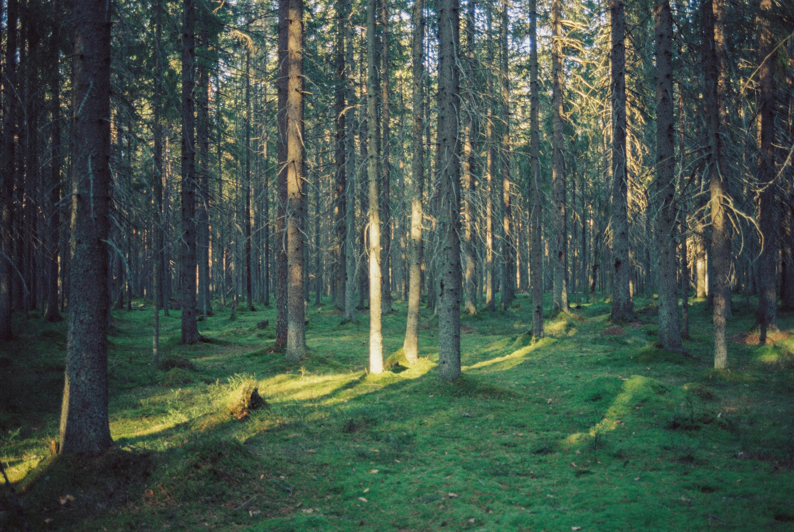 Плёночная весна 2025. Илья Михачёв Фотограф ПРО людей