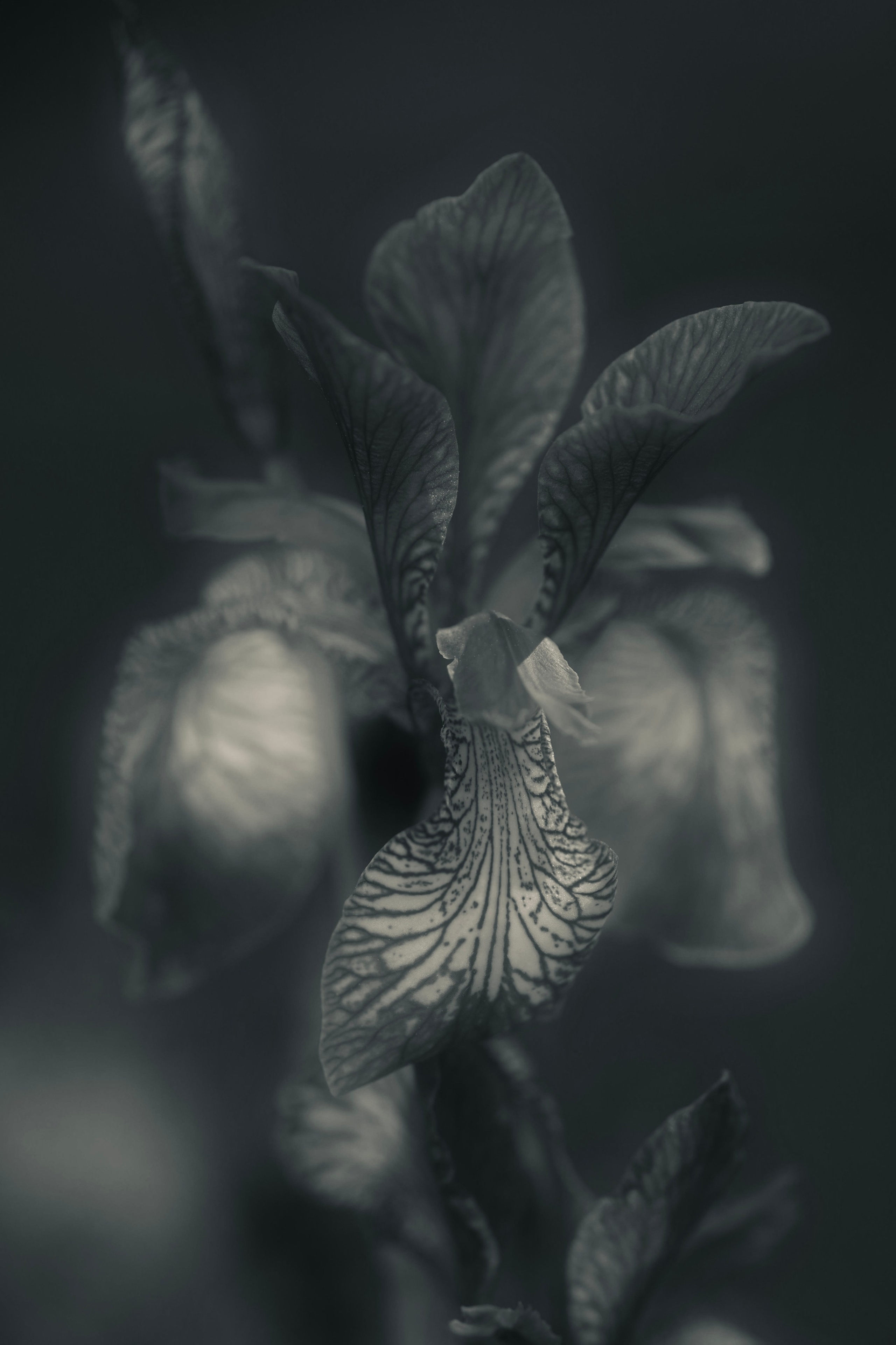 Поэзия цветов. Портретный фотограф в Челябинске Катерина Руди