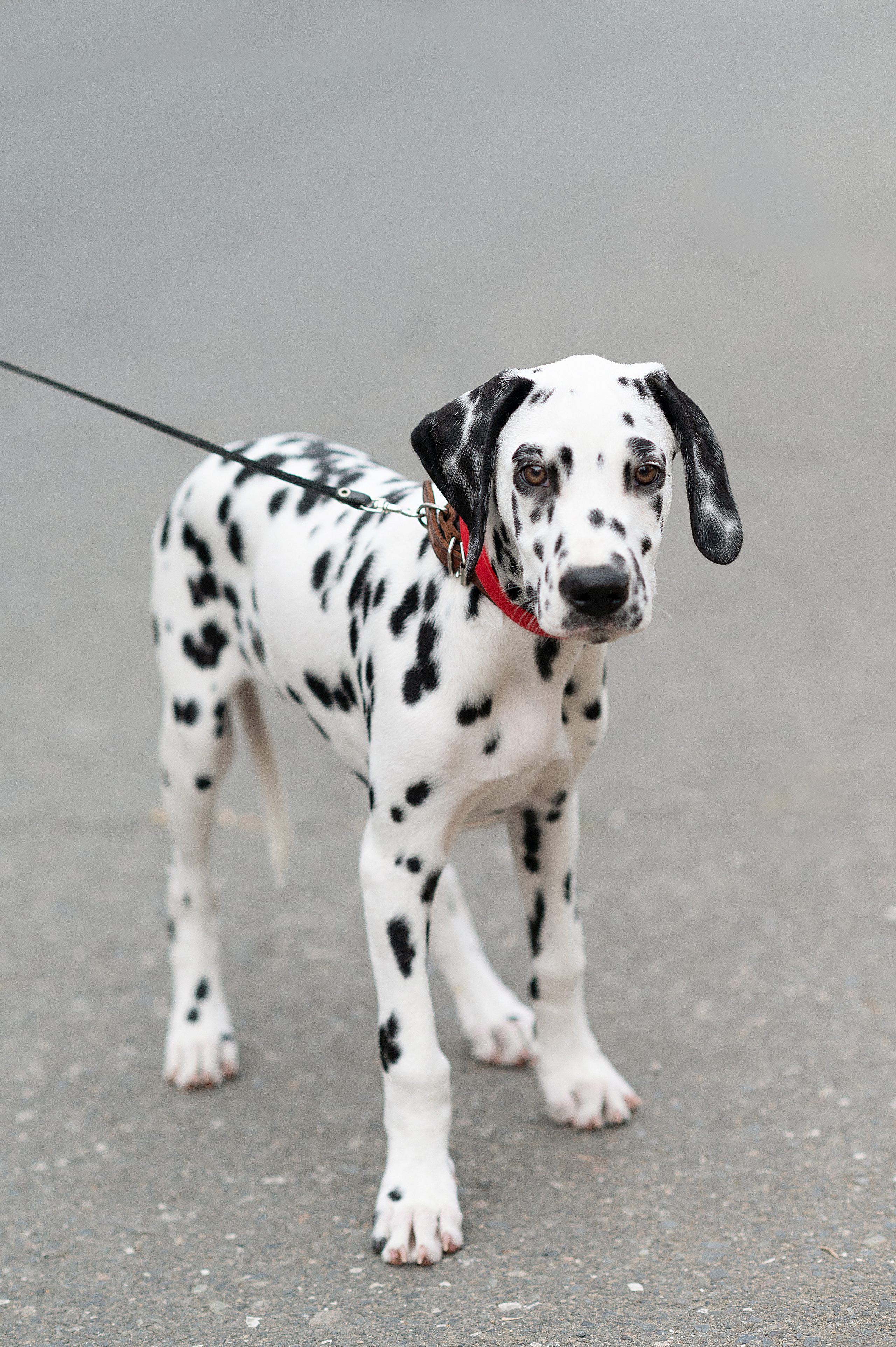 Долматинец. Детский фотограф Абхазия