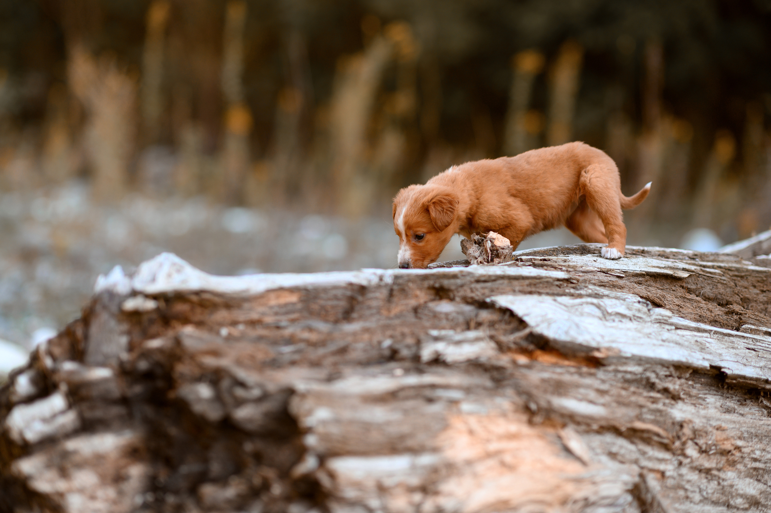 Осения история. Детский фотограф Абхазия