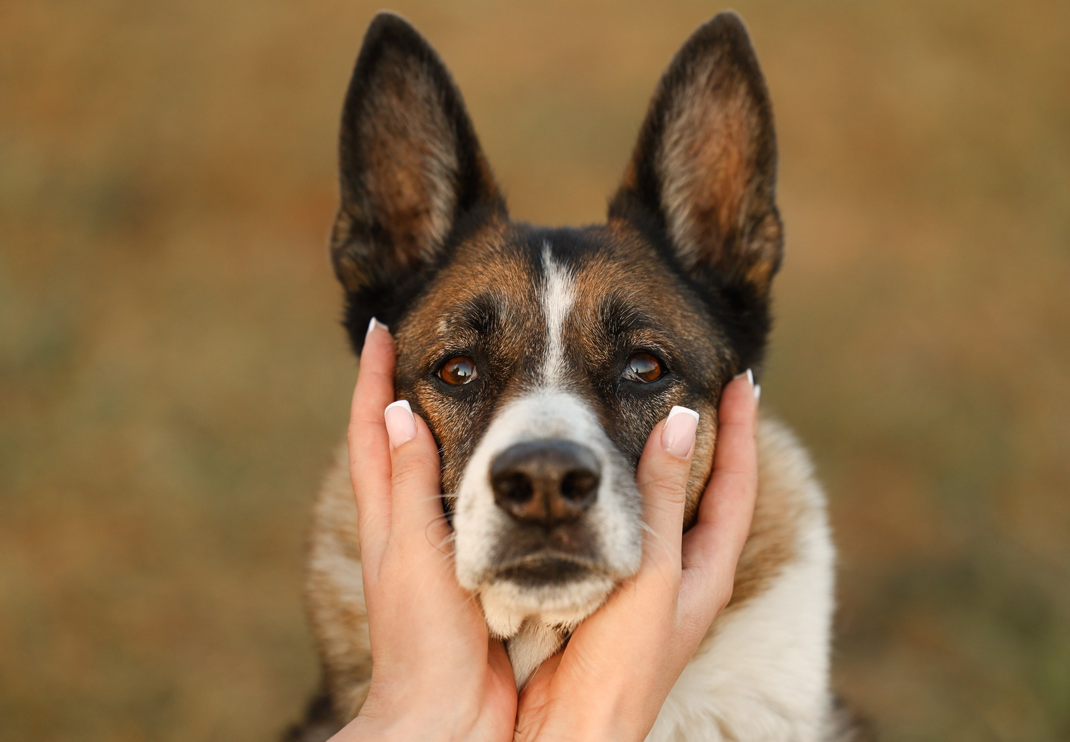 Прогулка на природе. Фотограф-анималист Полина Колкова | Москва