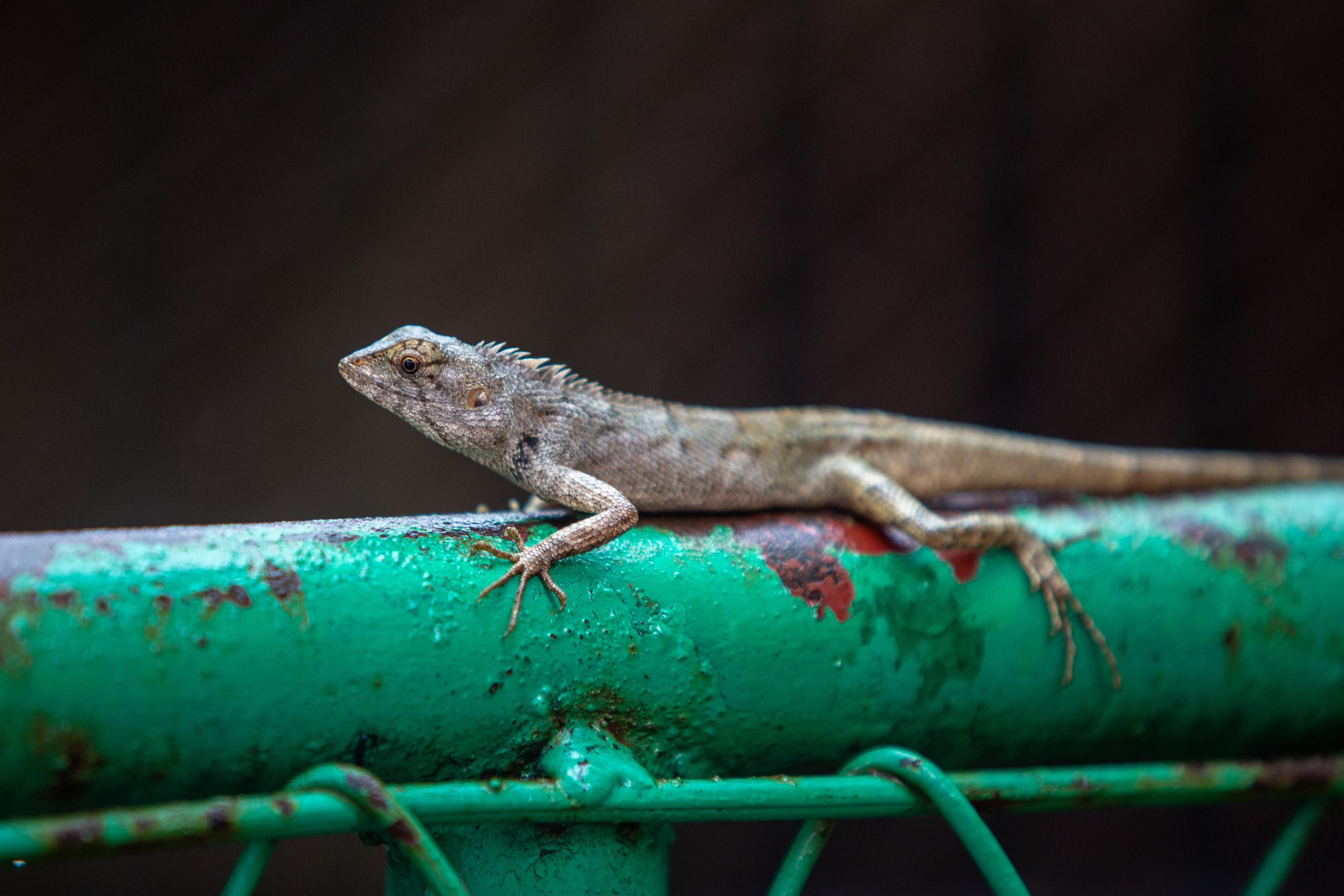 Samut Prakan Crocodile Farm & Zoo. Photographer Sonkina Tatiana (Tanya Ash)
