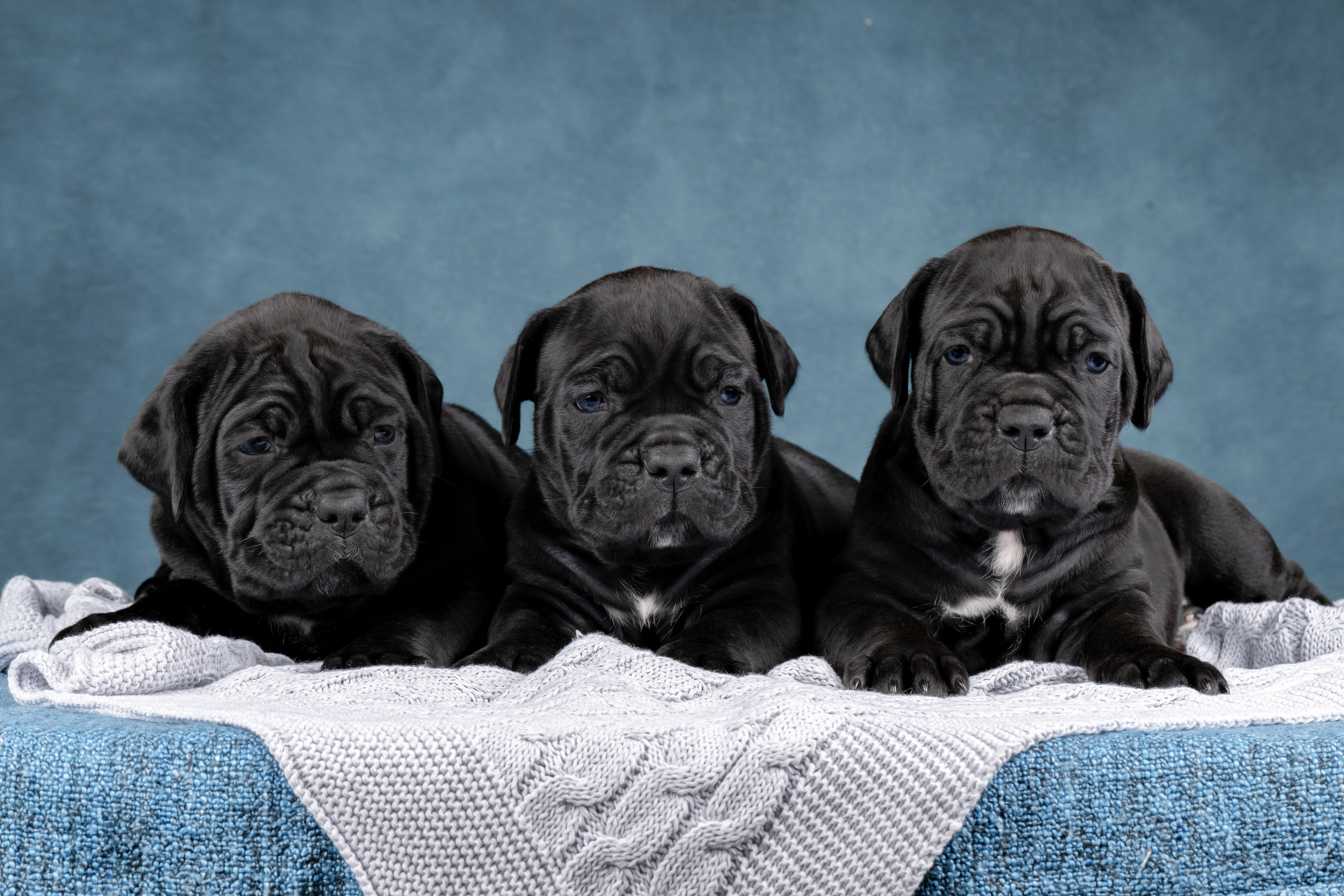 Фотограф анималист в Санкт-Петербурге Ирина Ковалева