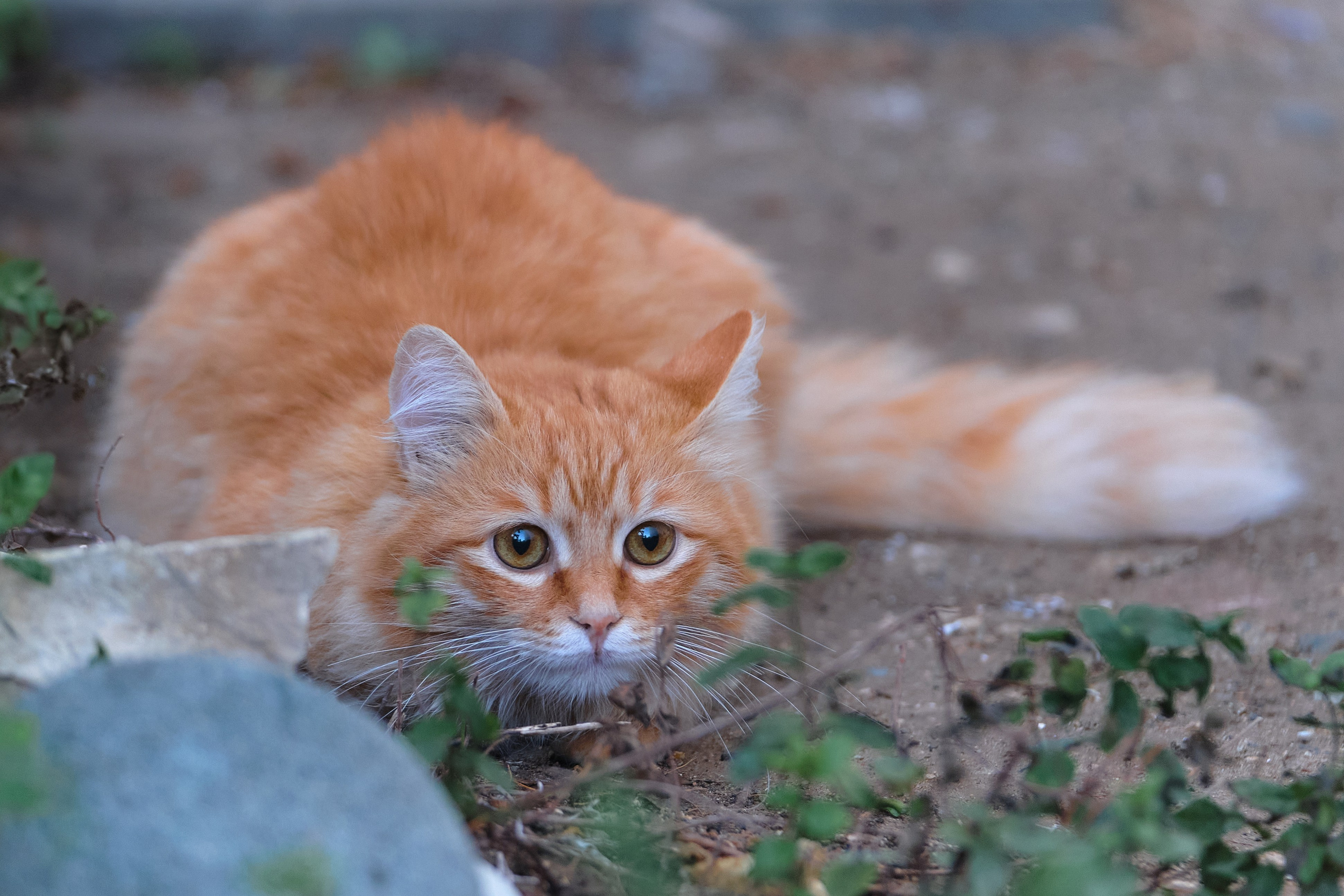 Cyprus > 2023 / kat. Aleksandr Kobtsev
