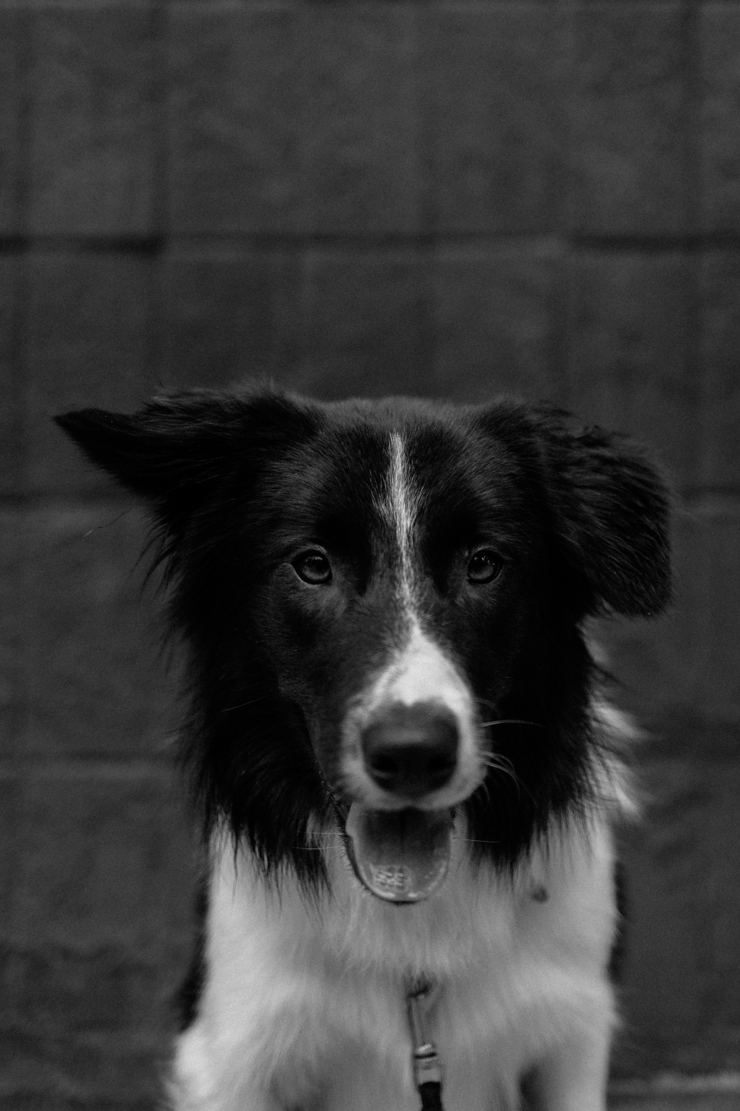 Брюс, Вейв и их ро. Фотораф — анималист Мария Шистка